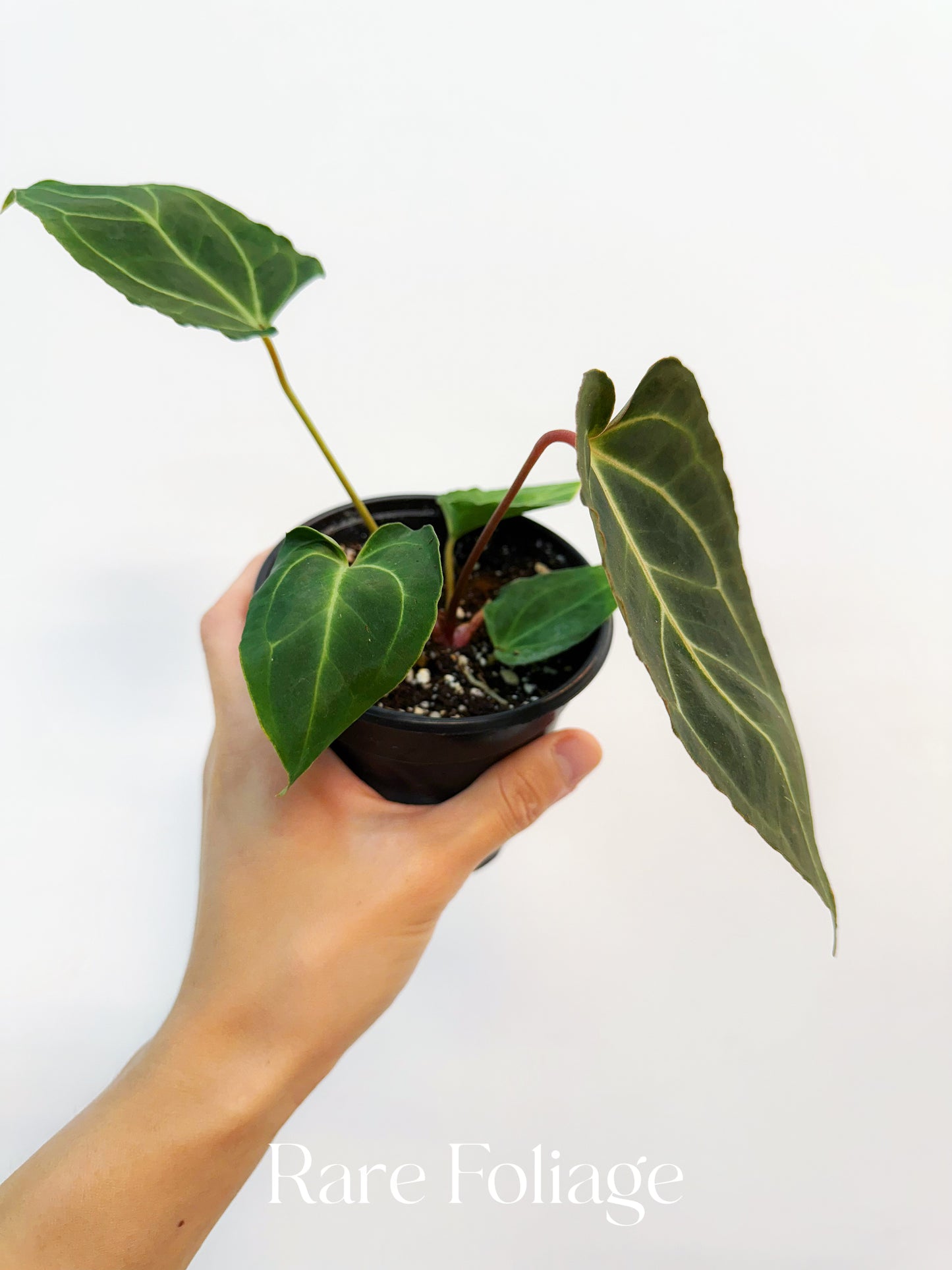 Anthurium Papillilaminum x Bessaeae 4”