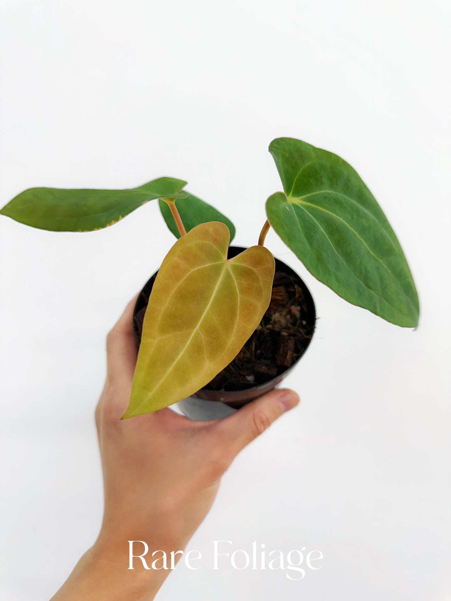 Anthurium Papillilaminum x Doritos 4”