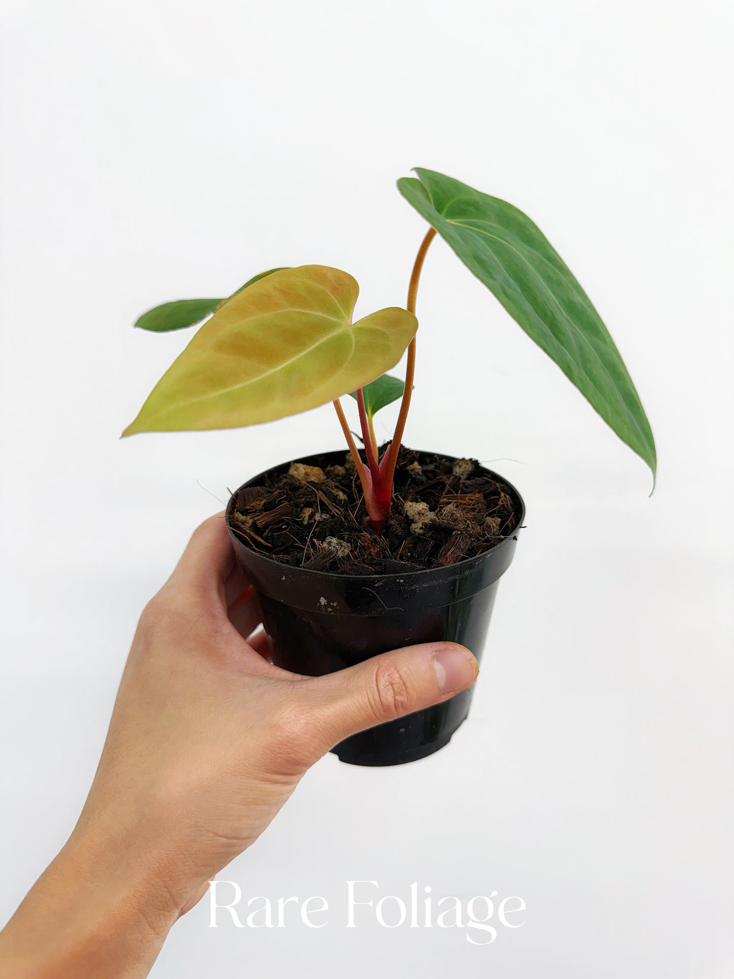 Anthurium Papillilaminum x Doritos 4”