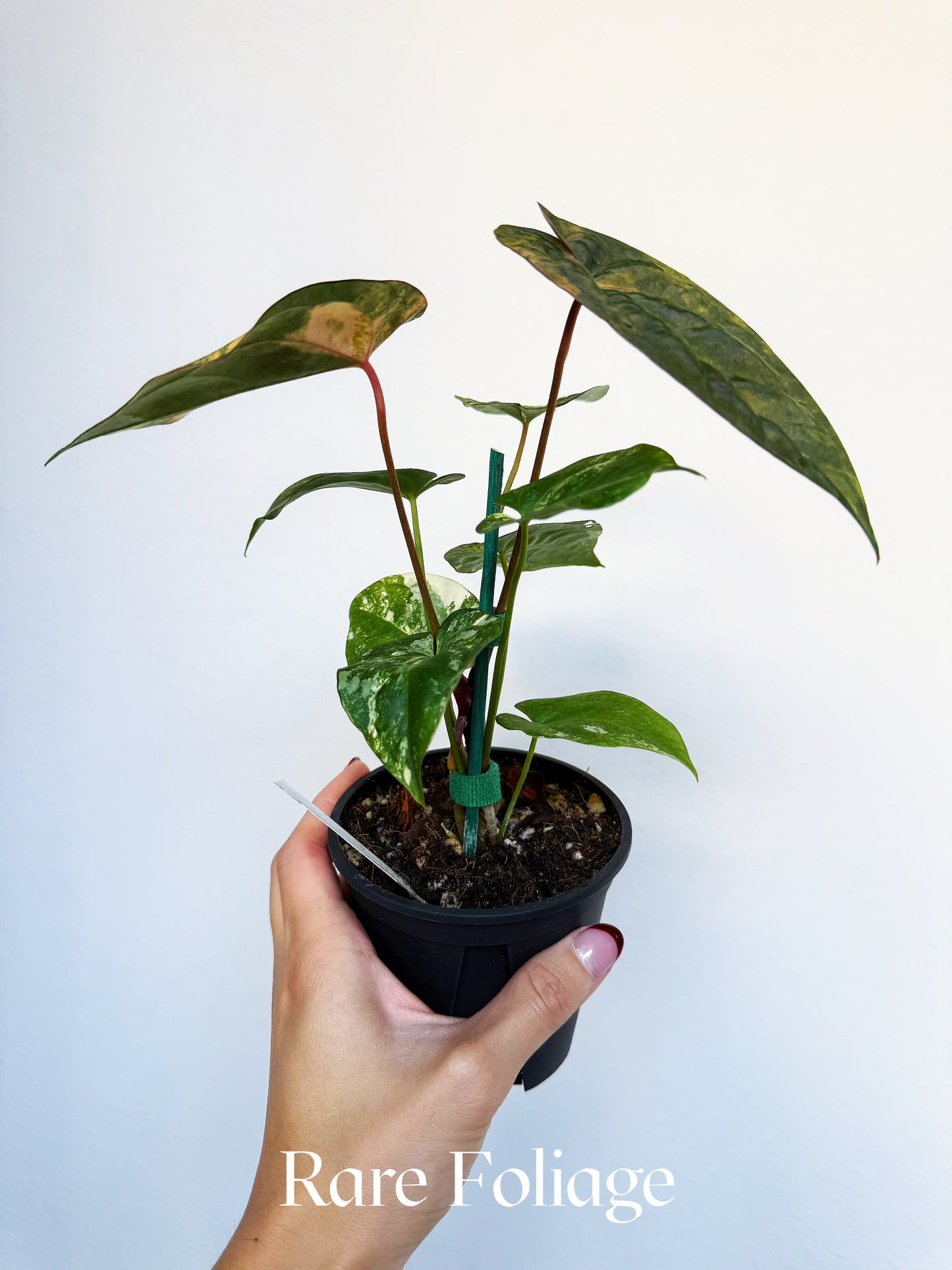 Anthurium Papillilaminum x Gunayala x Doc Block x RVDP 4" Exact