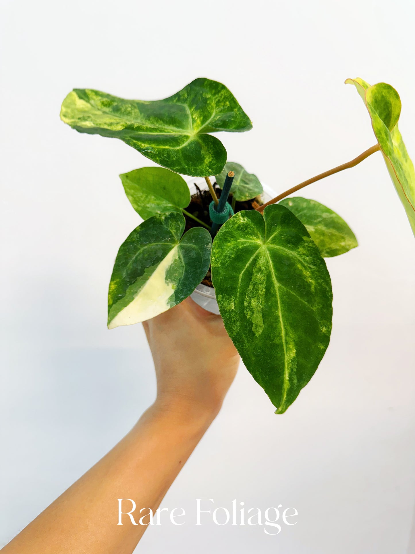 Anthurium Papillilaminum x Magnificum Variegated 4” Exact Plant