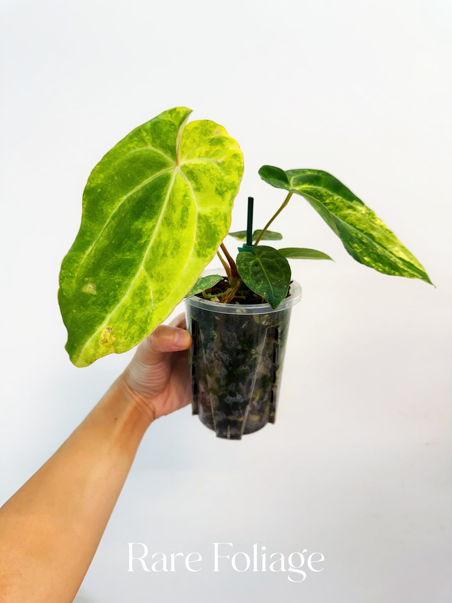 Anthurium Papillilaminum x Magnificum Variegated 4” Exact Plant