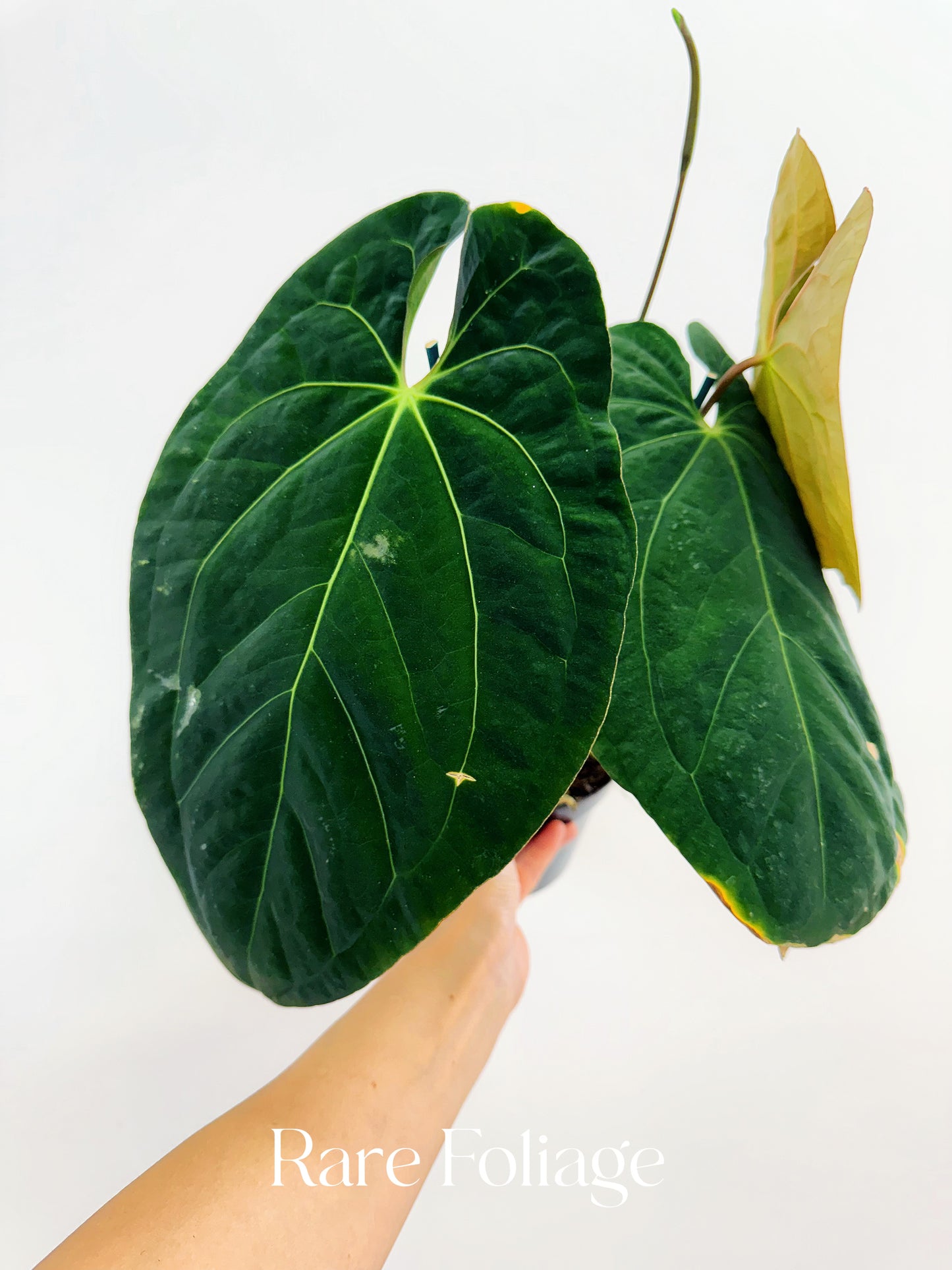 Anthurium Papillilaminum 6" Mother Plant