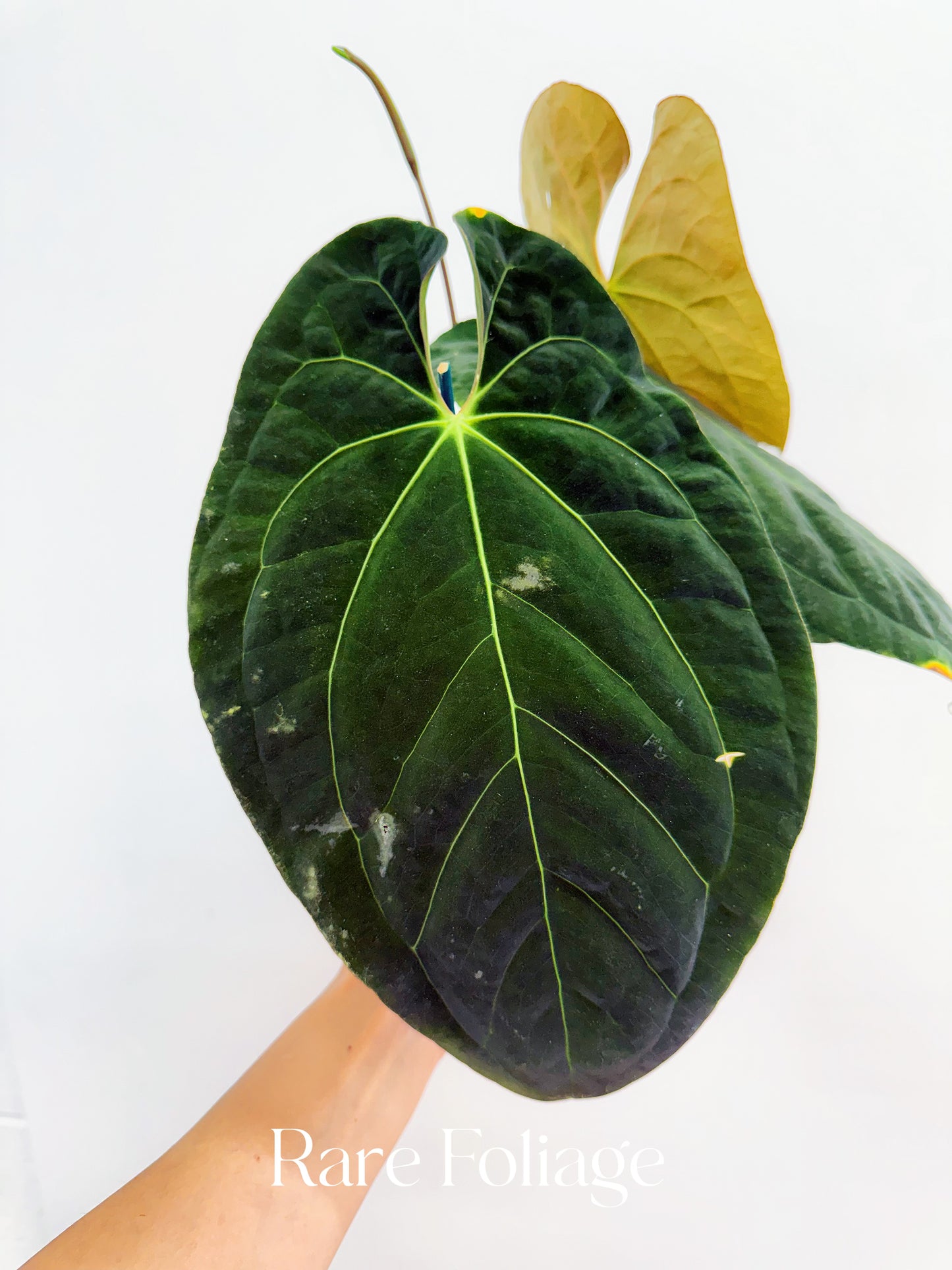 Anthurium Papillilaminum 6" Mother Plant