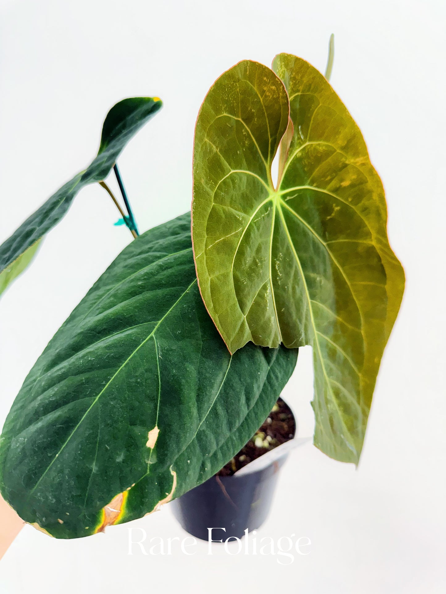 Anthurium Papillilaminum 6" Mother Plant