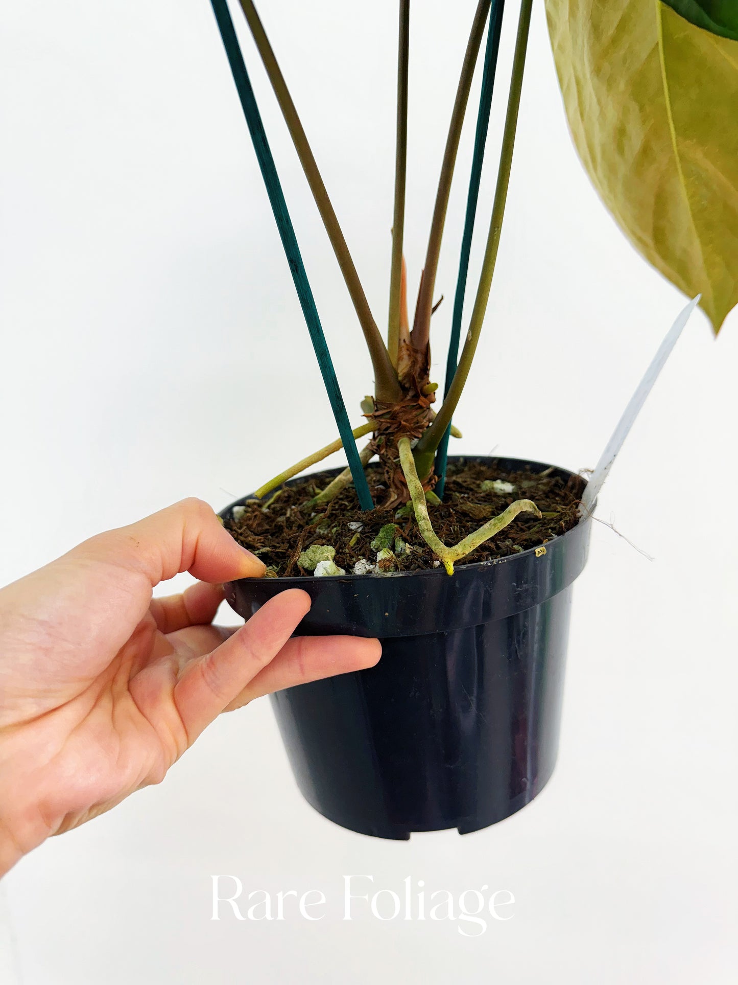 Anthurium Papillilaminum 6" Mother Plant