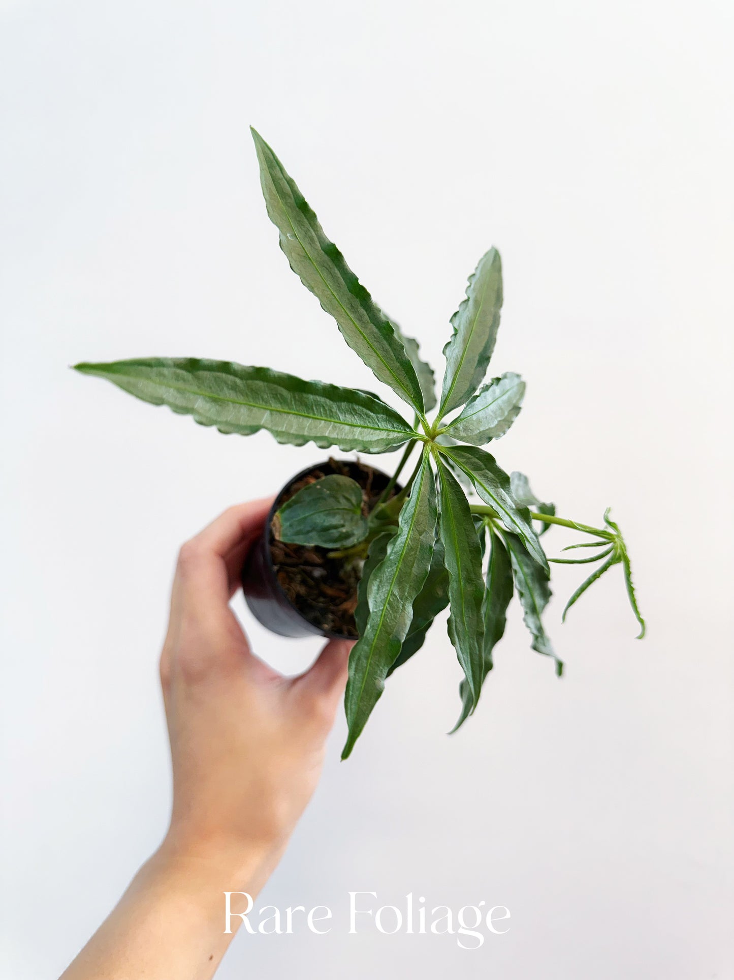 Anthurium Polyschistum 3”