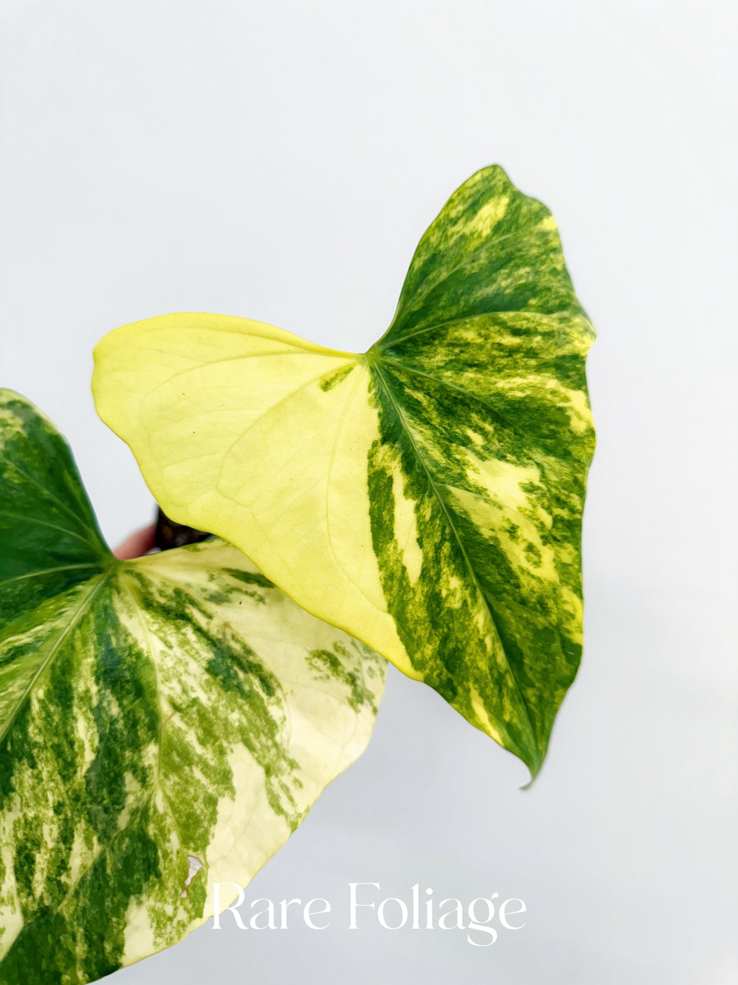 Anthurium Pterodactyl Variegated 4” Exact Plant