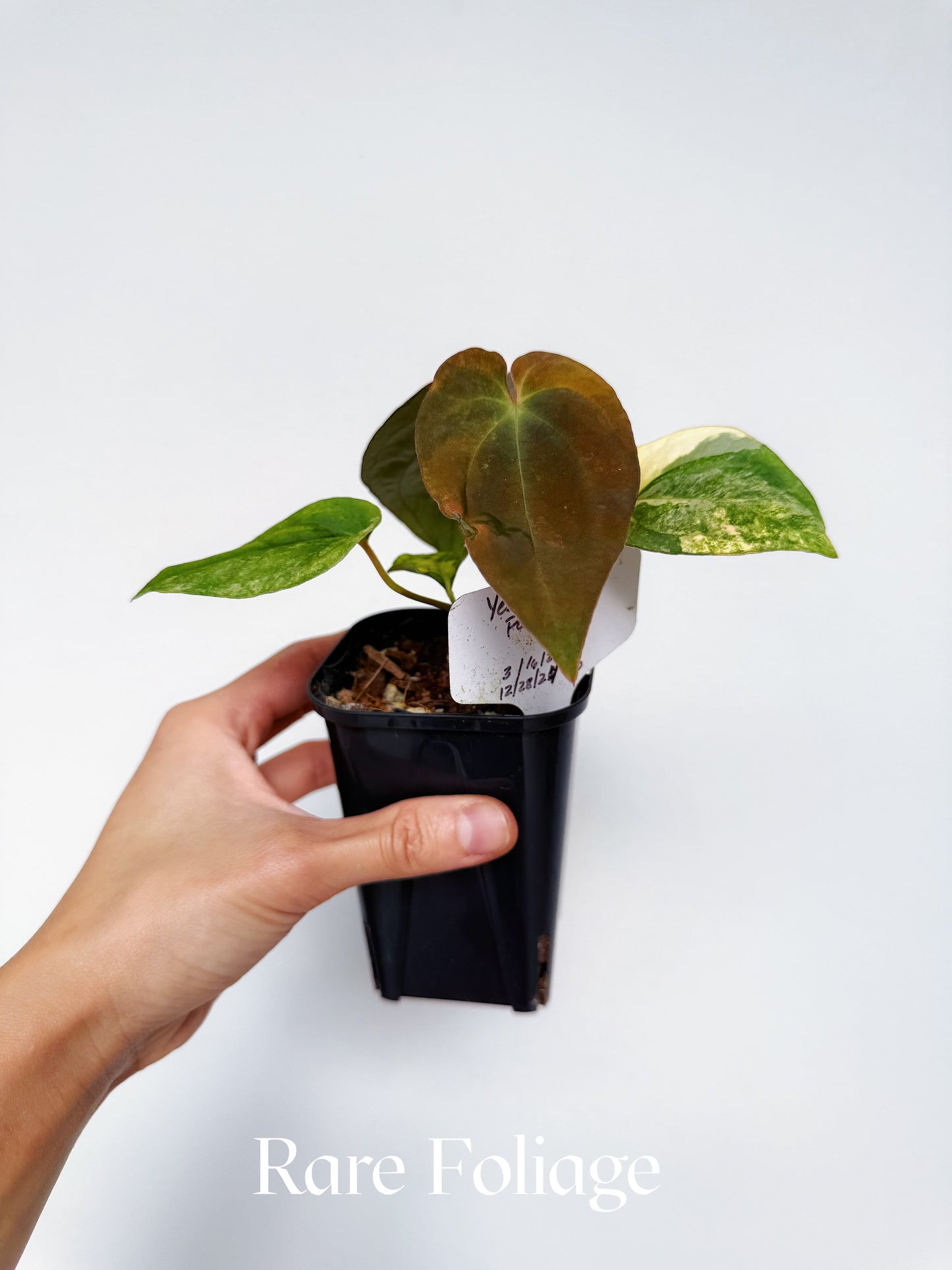 Anthurium Pure Papillilaminum Variegated 3” Exact Plant