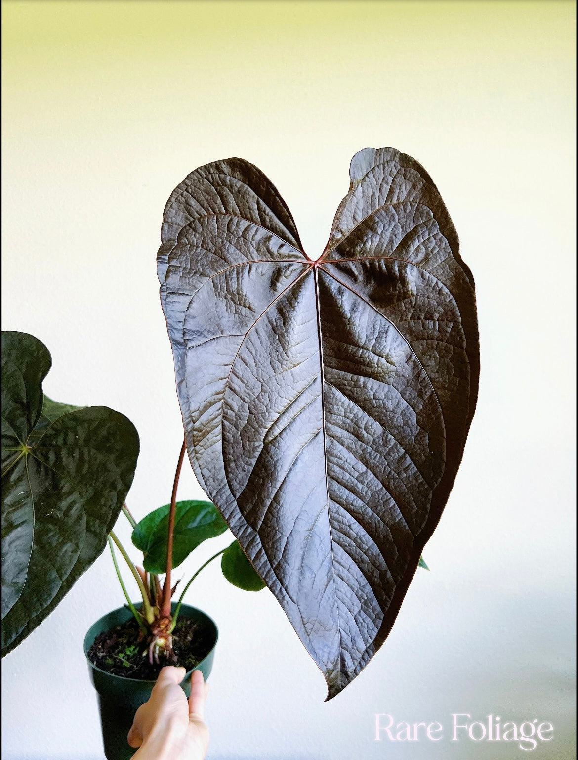 Anthurium Queen of Hearts 6" XL Mother Plant