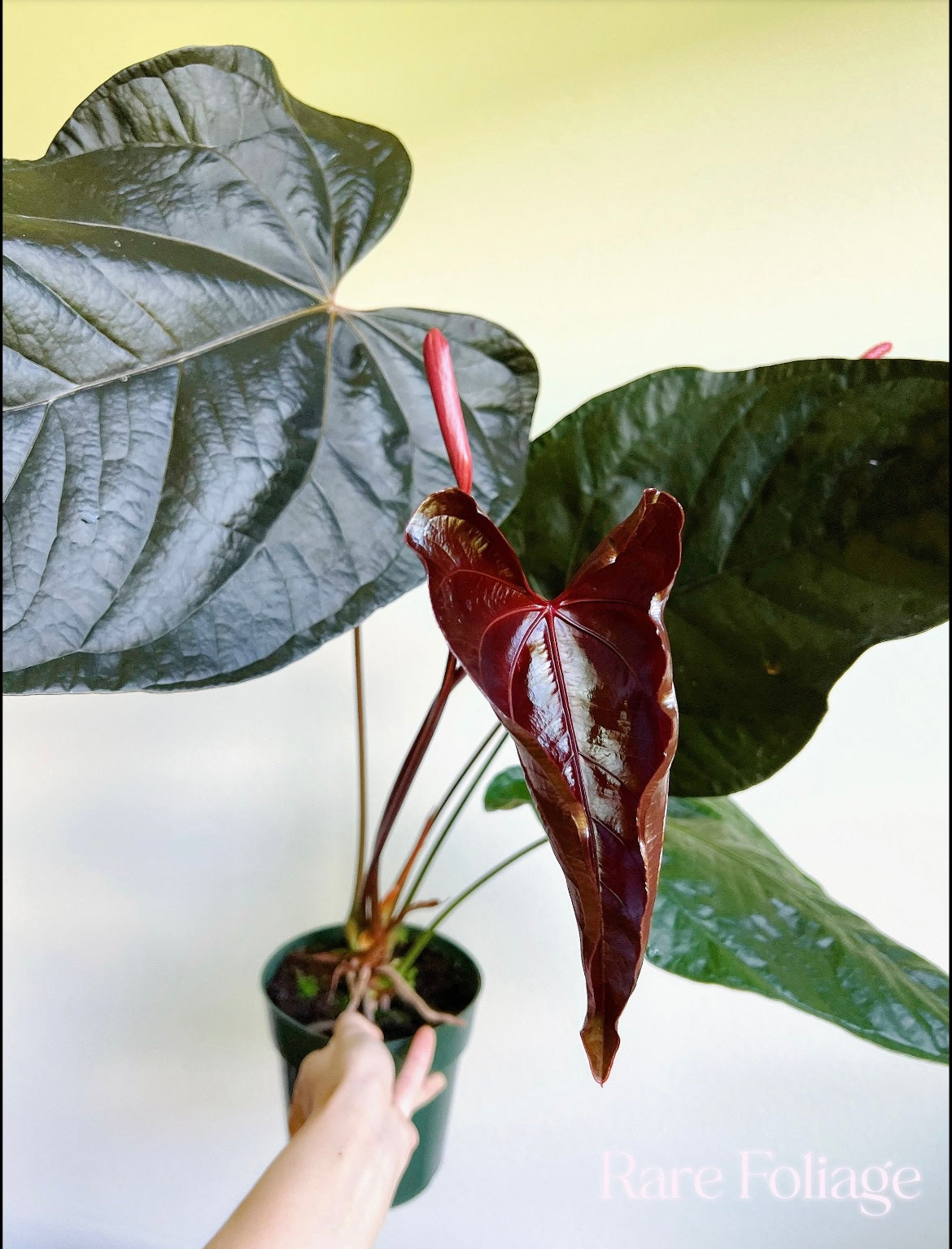 Anthurium Queen of Hearts 6" XL Mother Plant