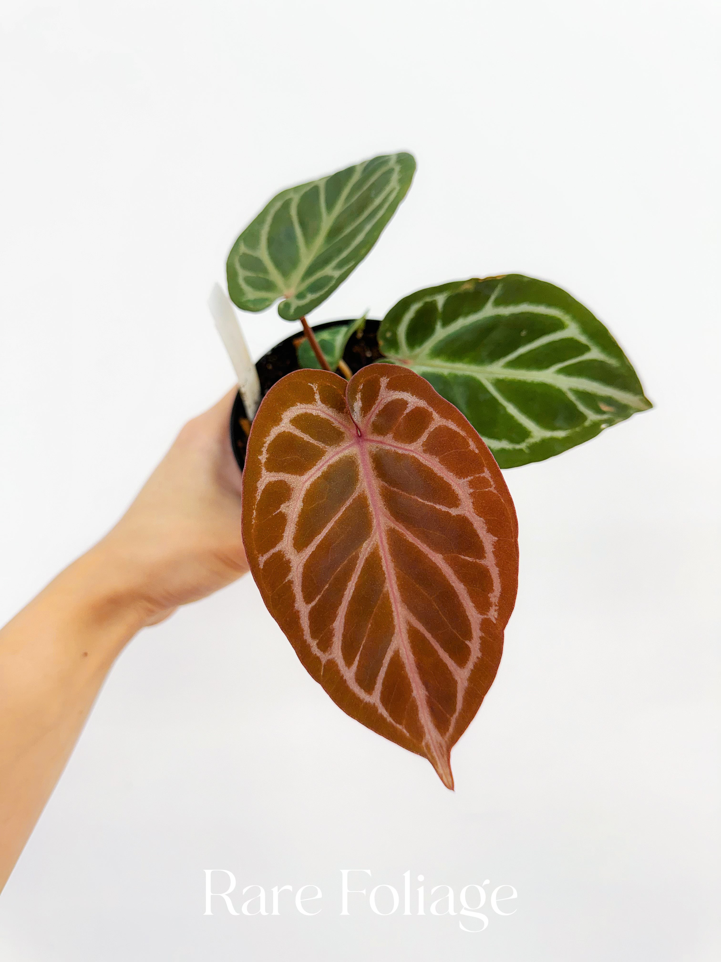 anthurium dorayaki for sale Anthurium (RC x Dorayaki) x RC – Rare Foliage Plant Co