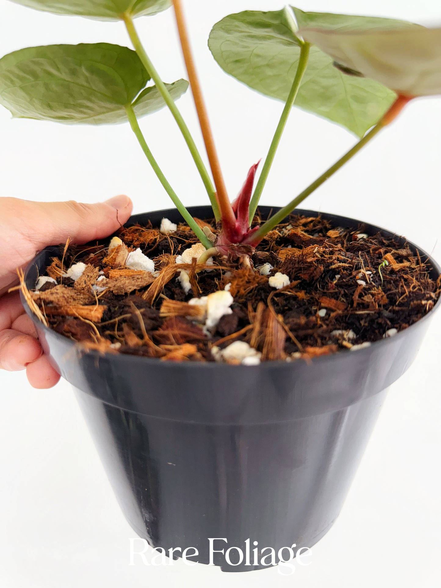 Anthurium Red Crystallinum Epp 6” Exact Plant