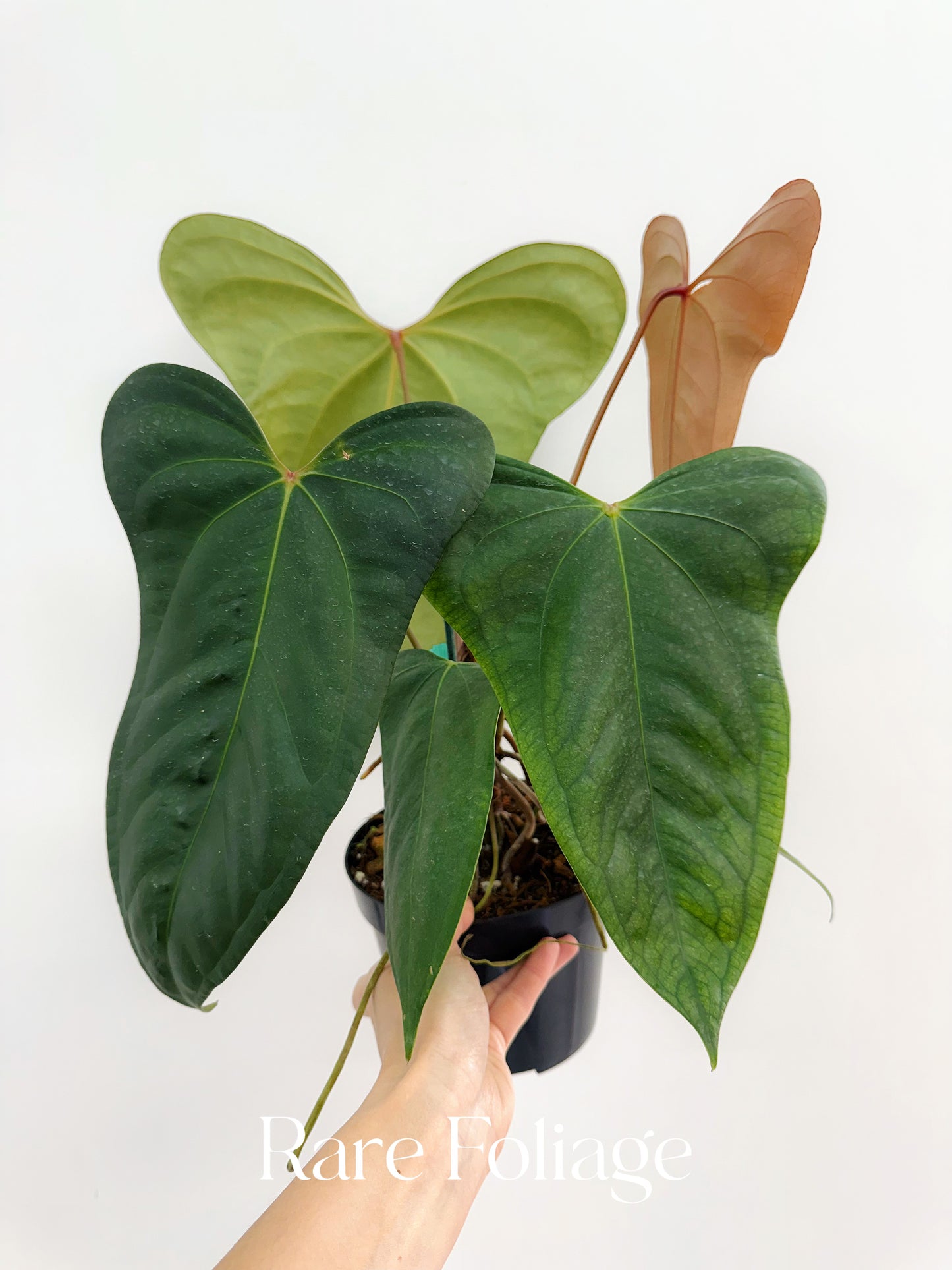 Anthurium Red Supermassive x Subsignatum 6” Exact Plant