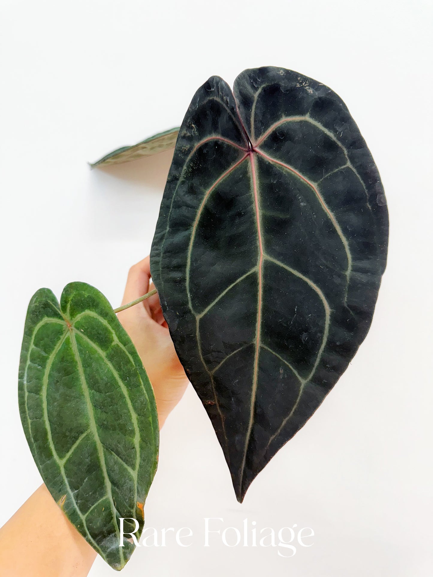 Anthurium Doc Block Red Velvet Cake x Dark Handsome 4” Exact Plant