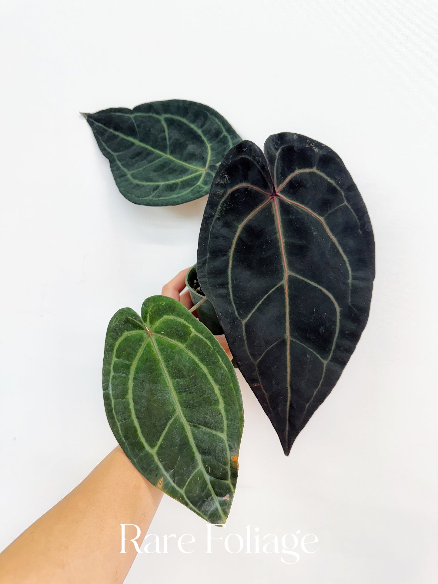 Anthurium Doc Block Red Velvet Cake x Dark Handsome 4” Exact Plant