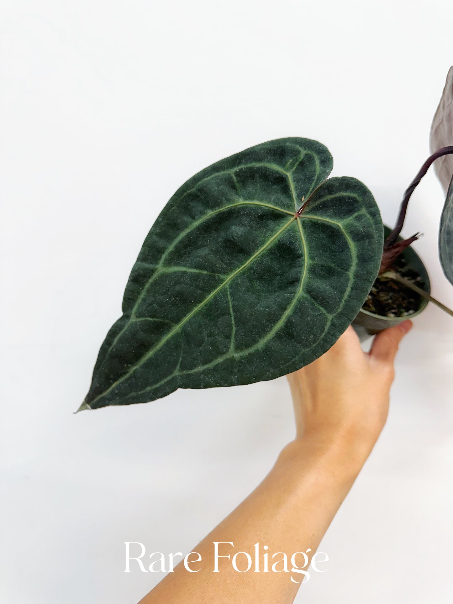Anthurium Doc Block Red Velvet Cake x Dark Handsome 4” Exact Plant