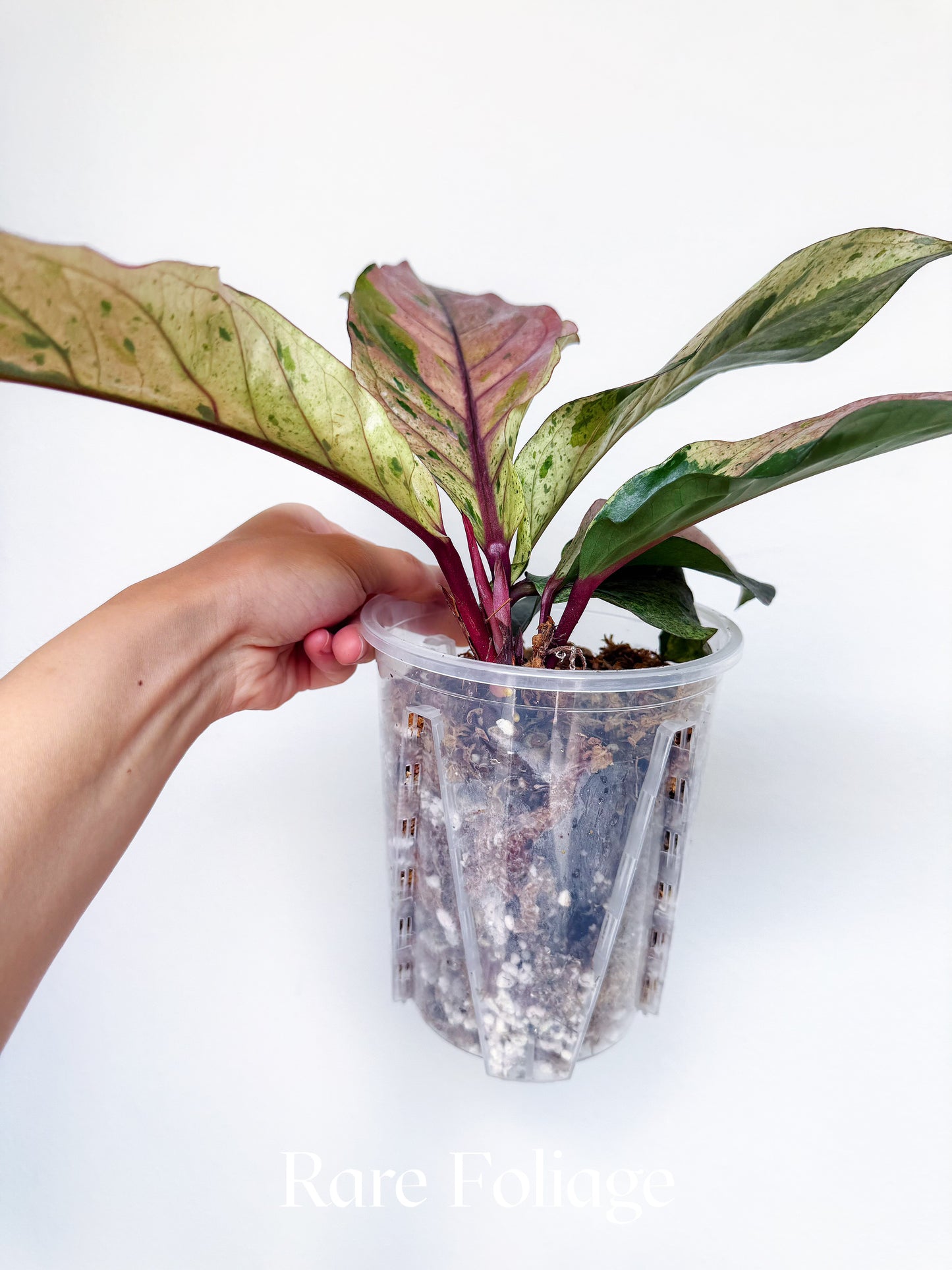 Anthurium Renaissance Pink Variegated 6" Exact Plant