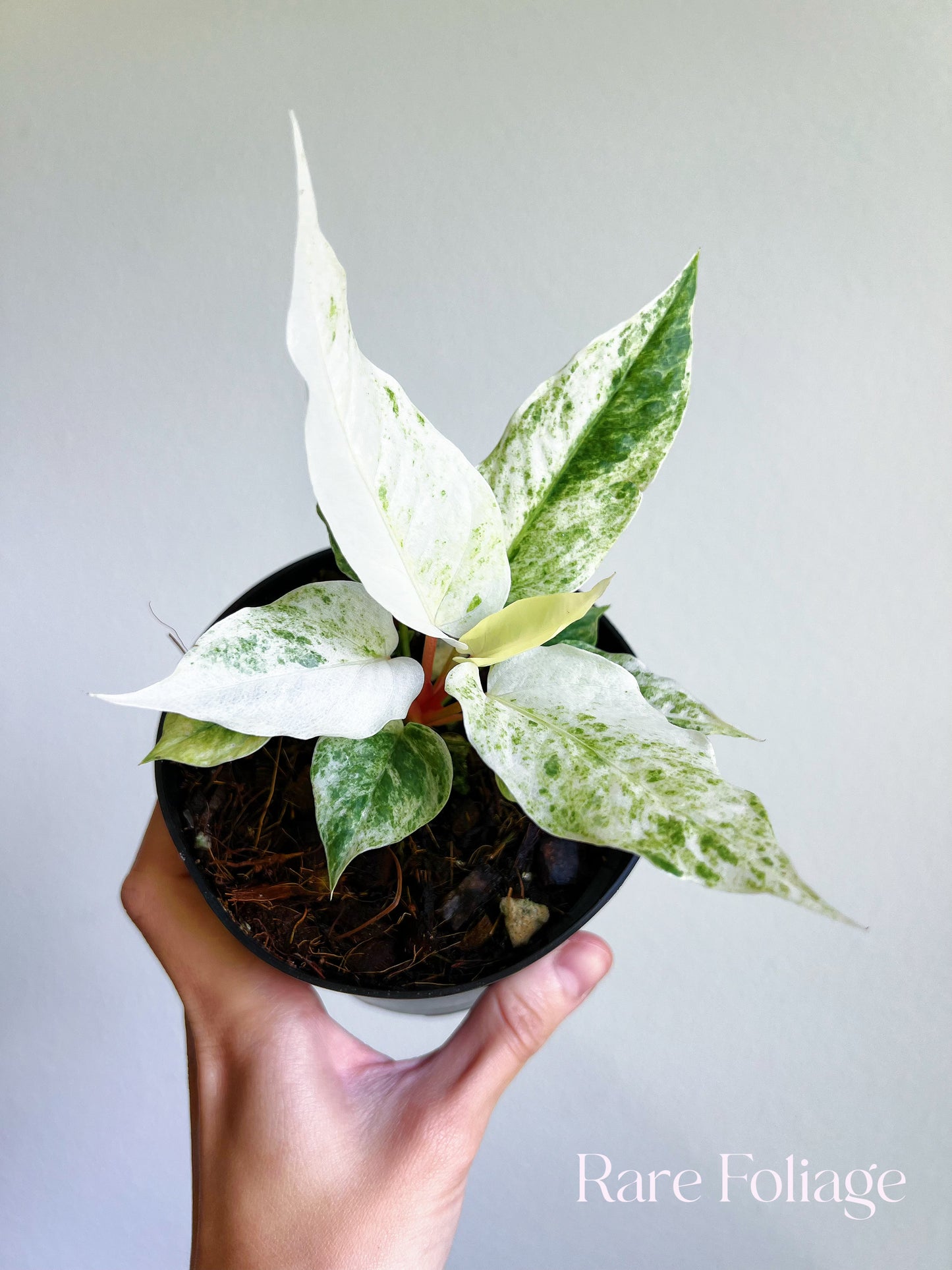 Anthurium Hookeri Variegated 4"