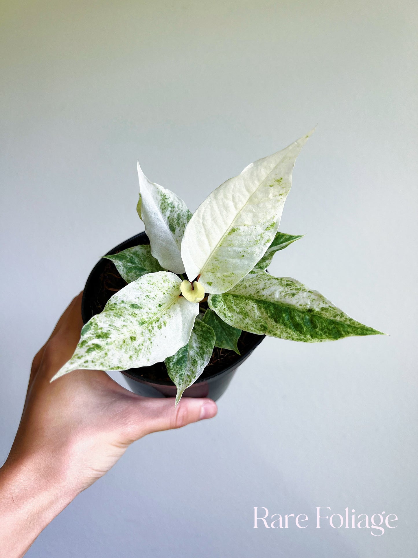Anthurium Hookeri Variegated 4"