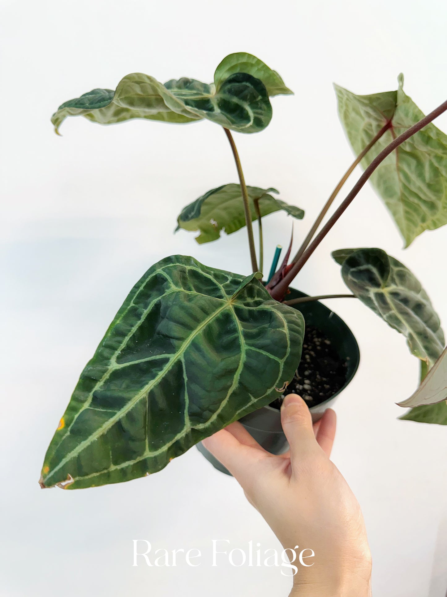 Anthurium SKG Red Crystallinum 6”