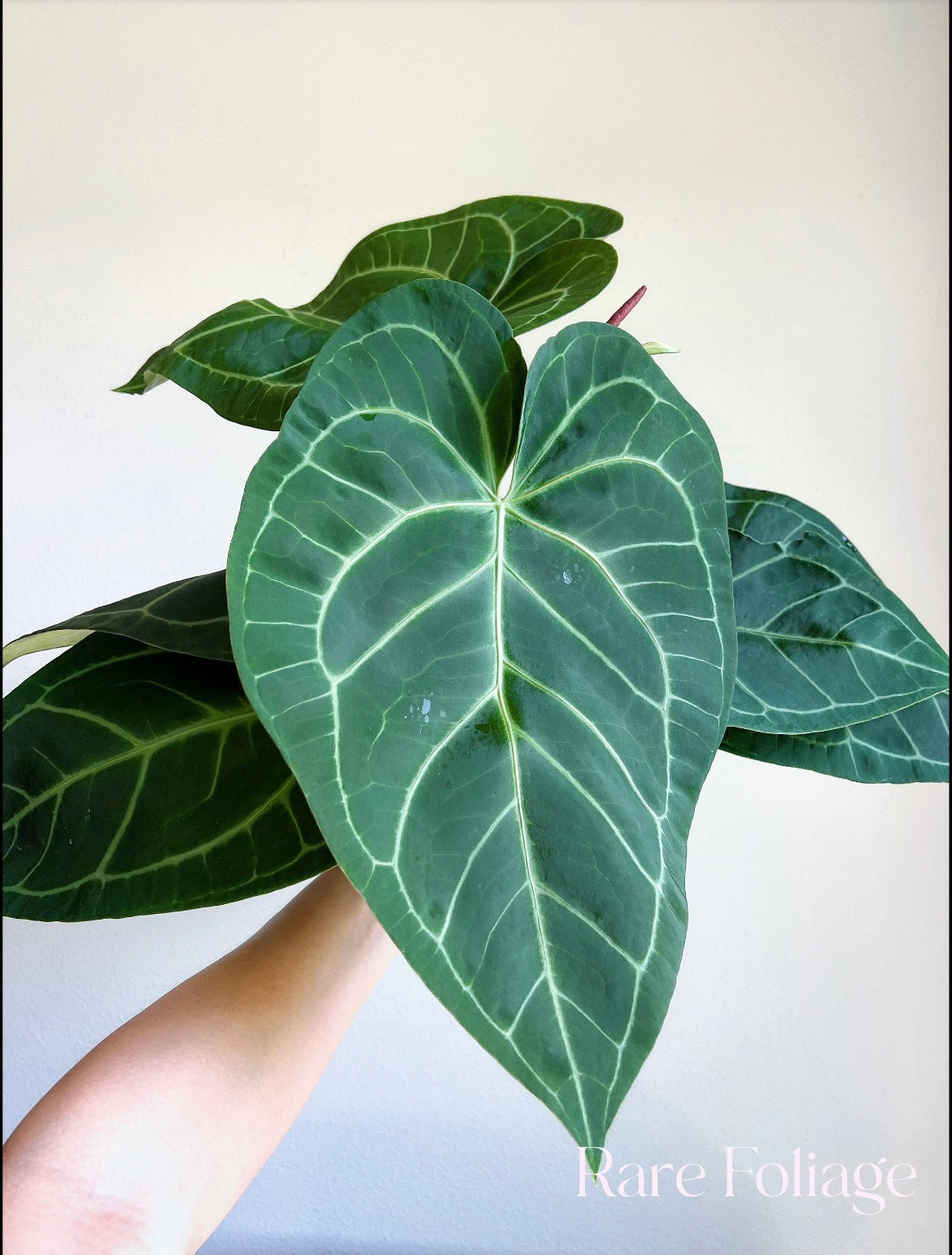 anthurium sans fleur Anthurium Sam's Dream 6” Extra Large Plant – Rare Foliage Plant Co
