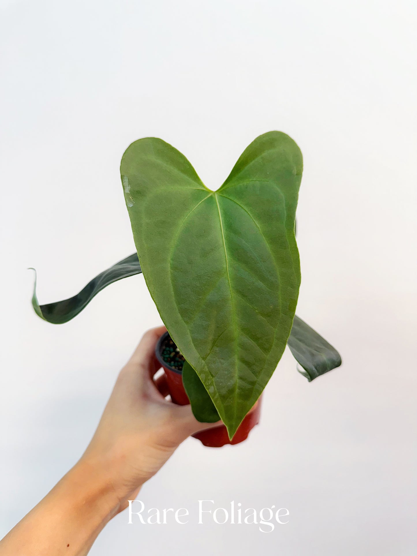 Anthurium Sp Napo 4"