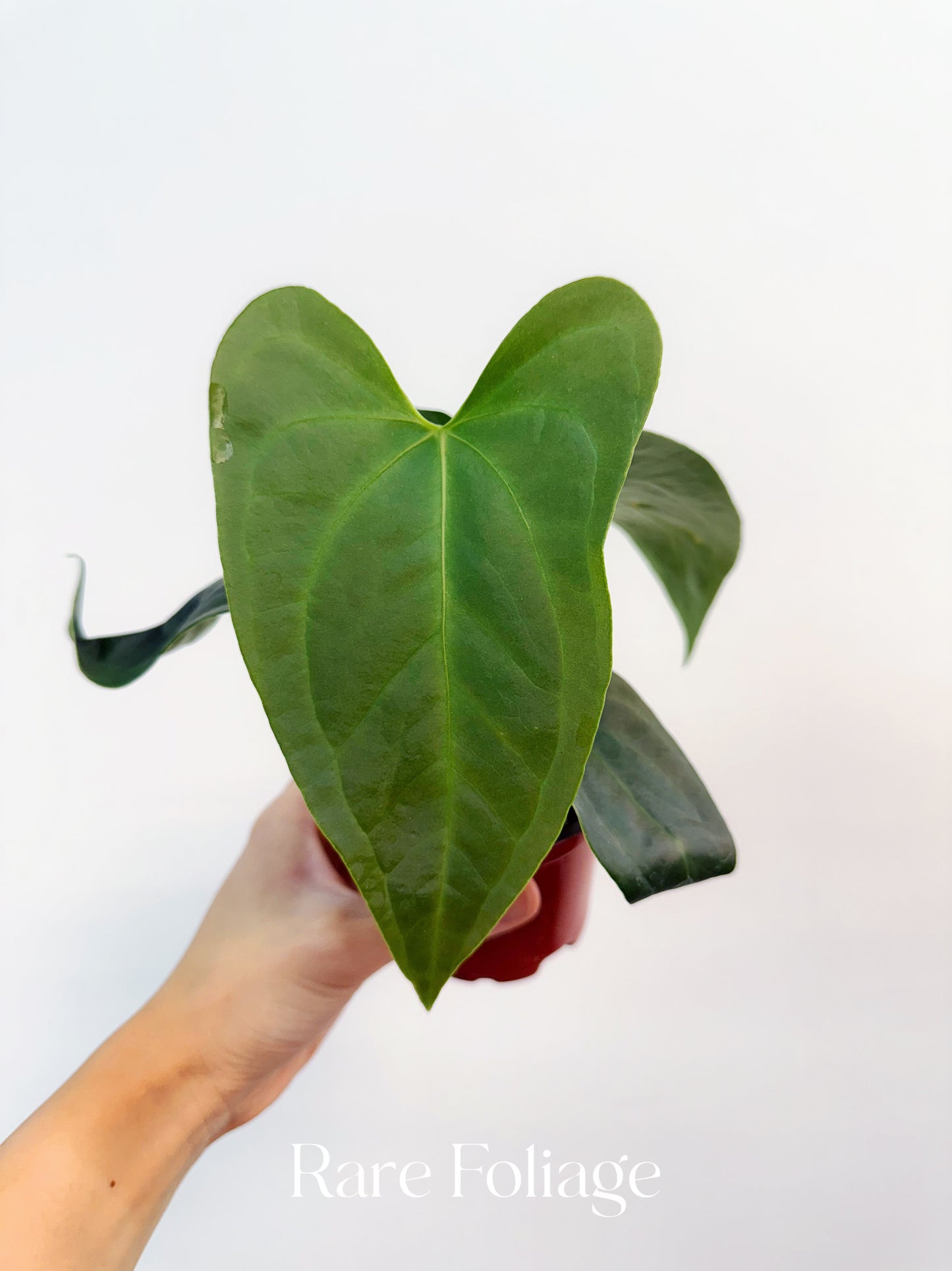 Anthurium Sp Napo 4"
