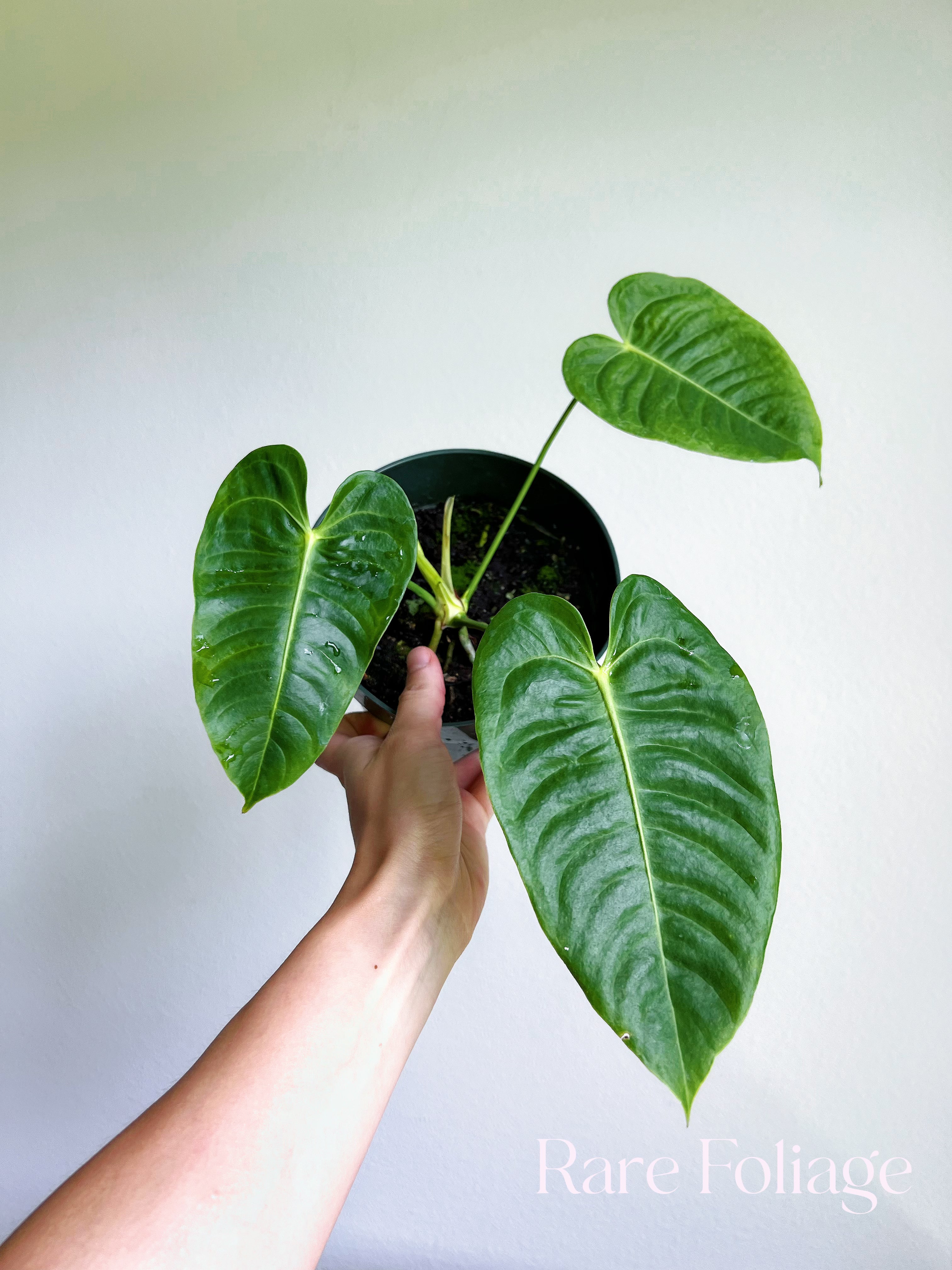 anthurium veitchii for sale Anthurium Veitchii 4” – Rare Foliage Plant Co