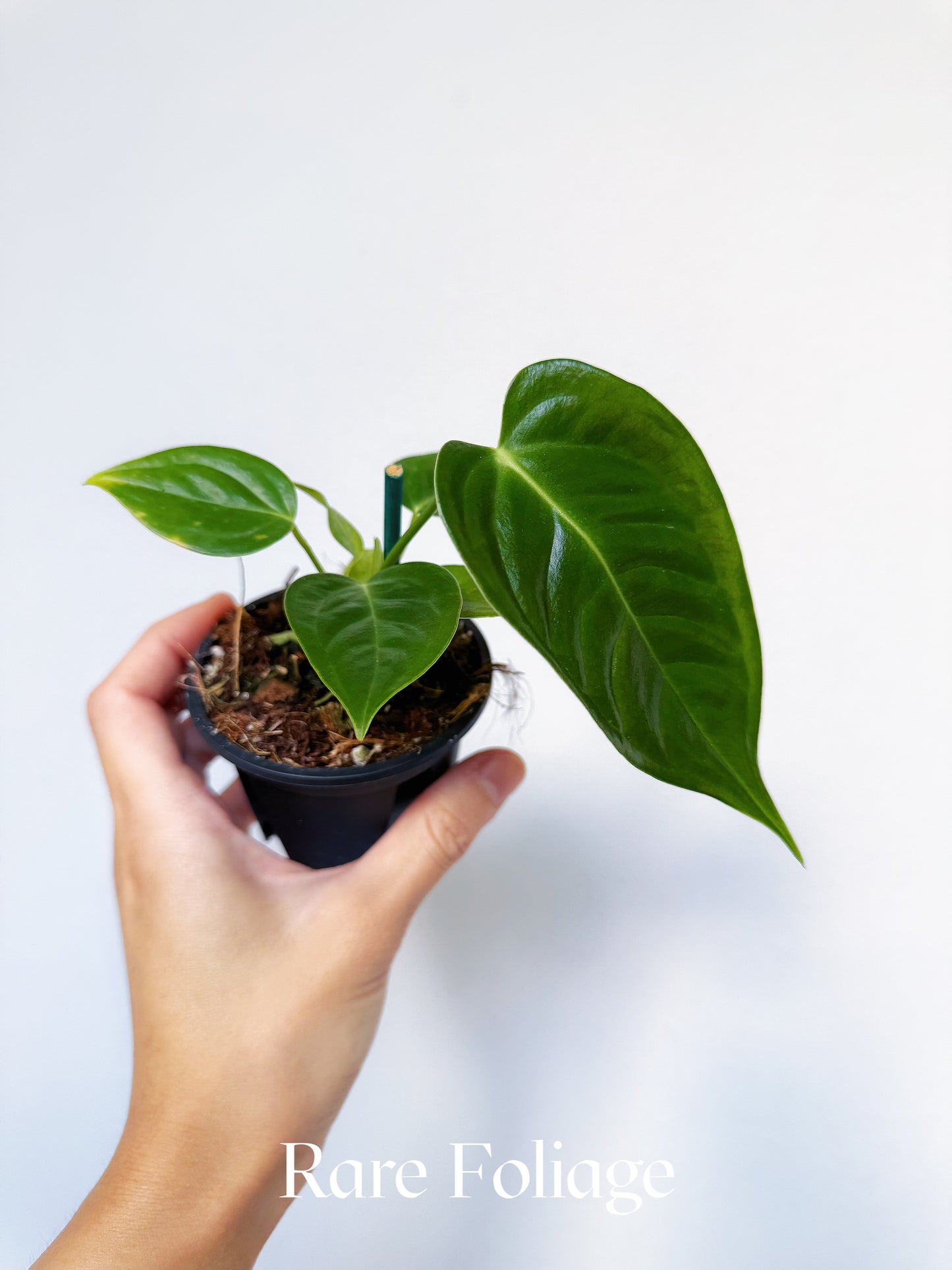 Anthurium Veitchii 3"