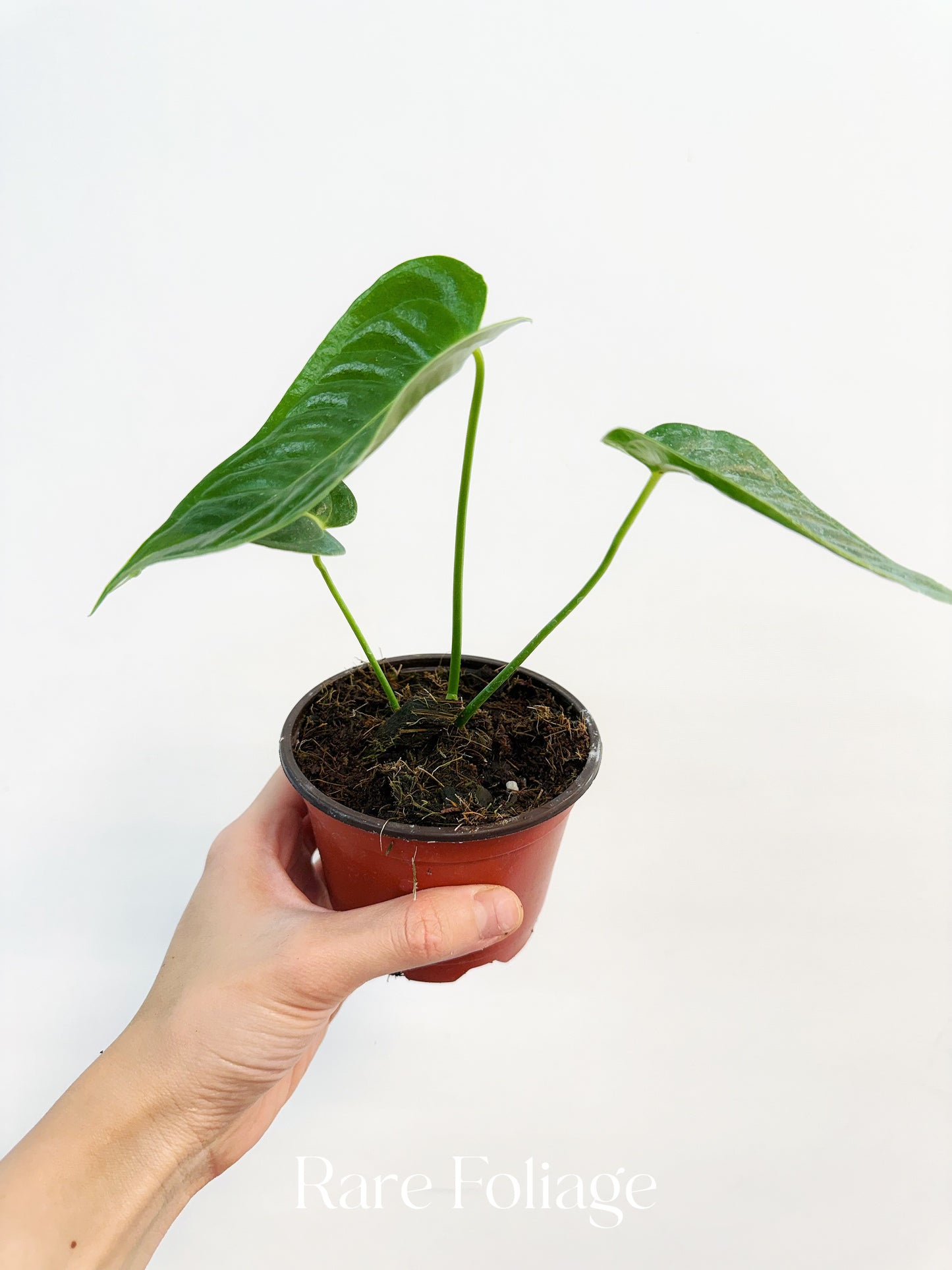Anthurium Veitchii 4”