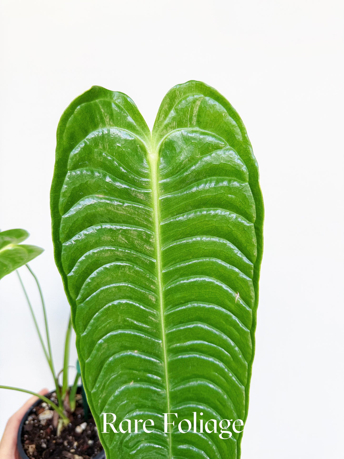 Anthurium Veitchii Narrow Form 4"