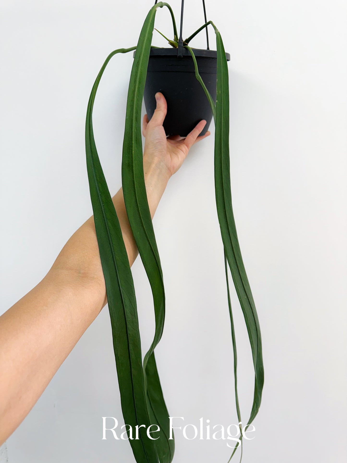 Anthurium Vittarifolium Mature 6” Hanging Basket
