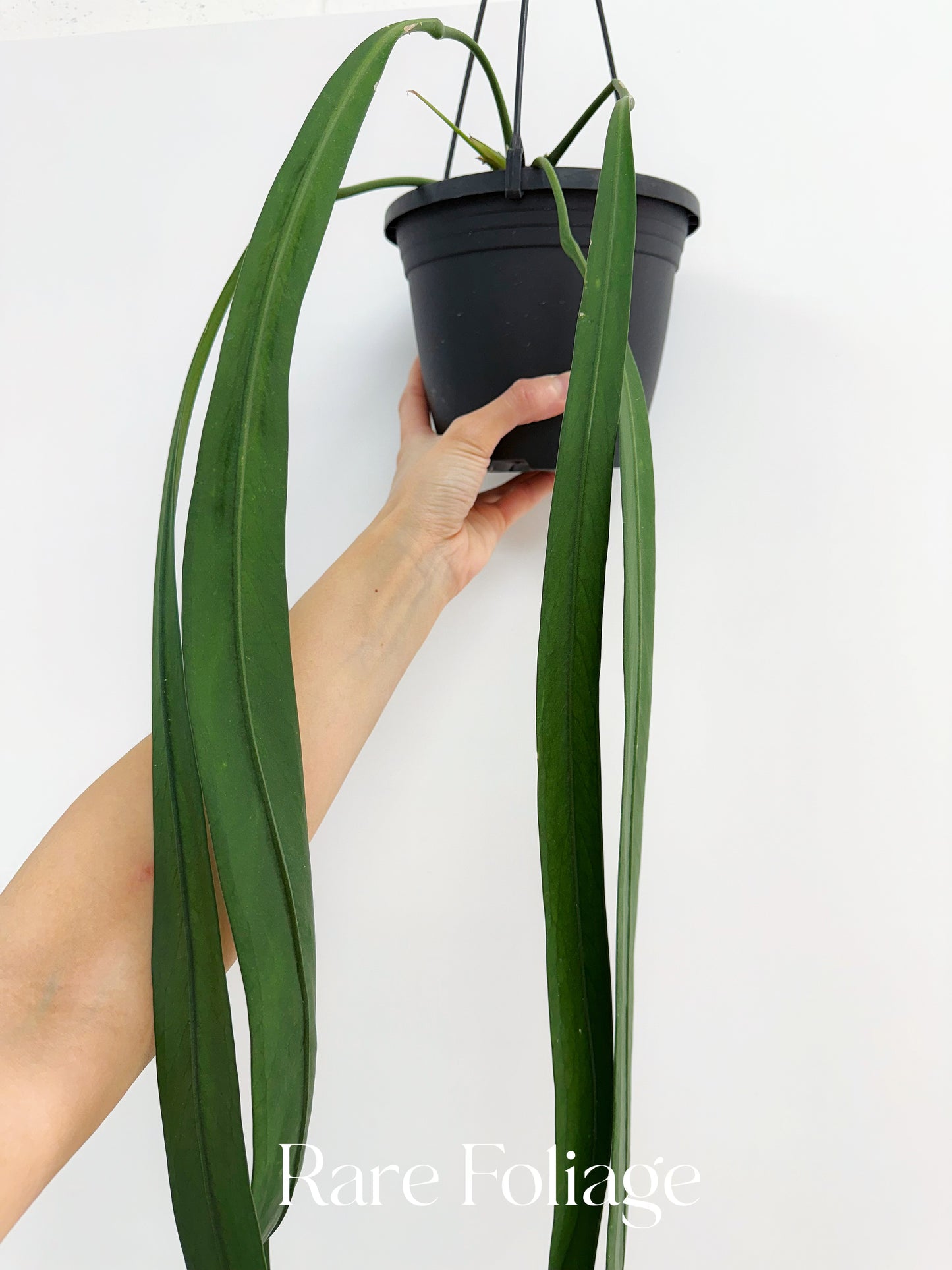 Anthurium Vittarifolium Mature 6” Hanging Basket