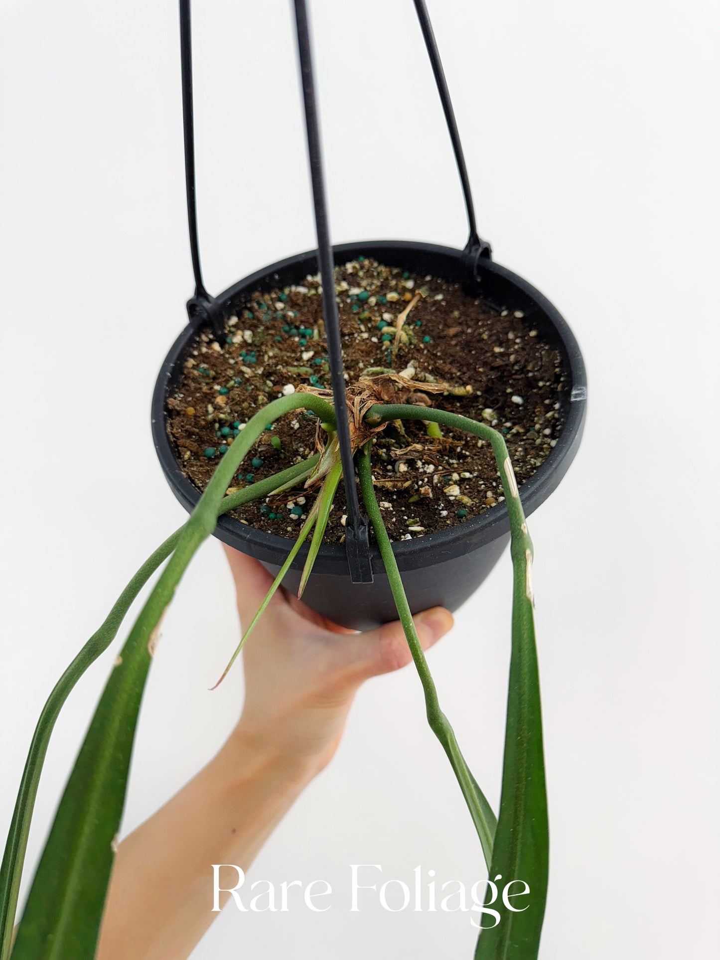 Anthurium Vittarifolium Mature 6” Hanging Basket