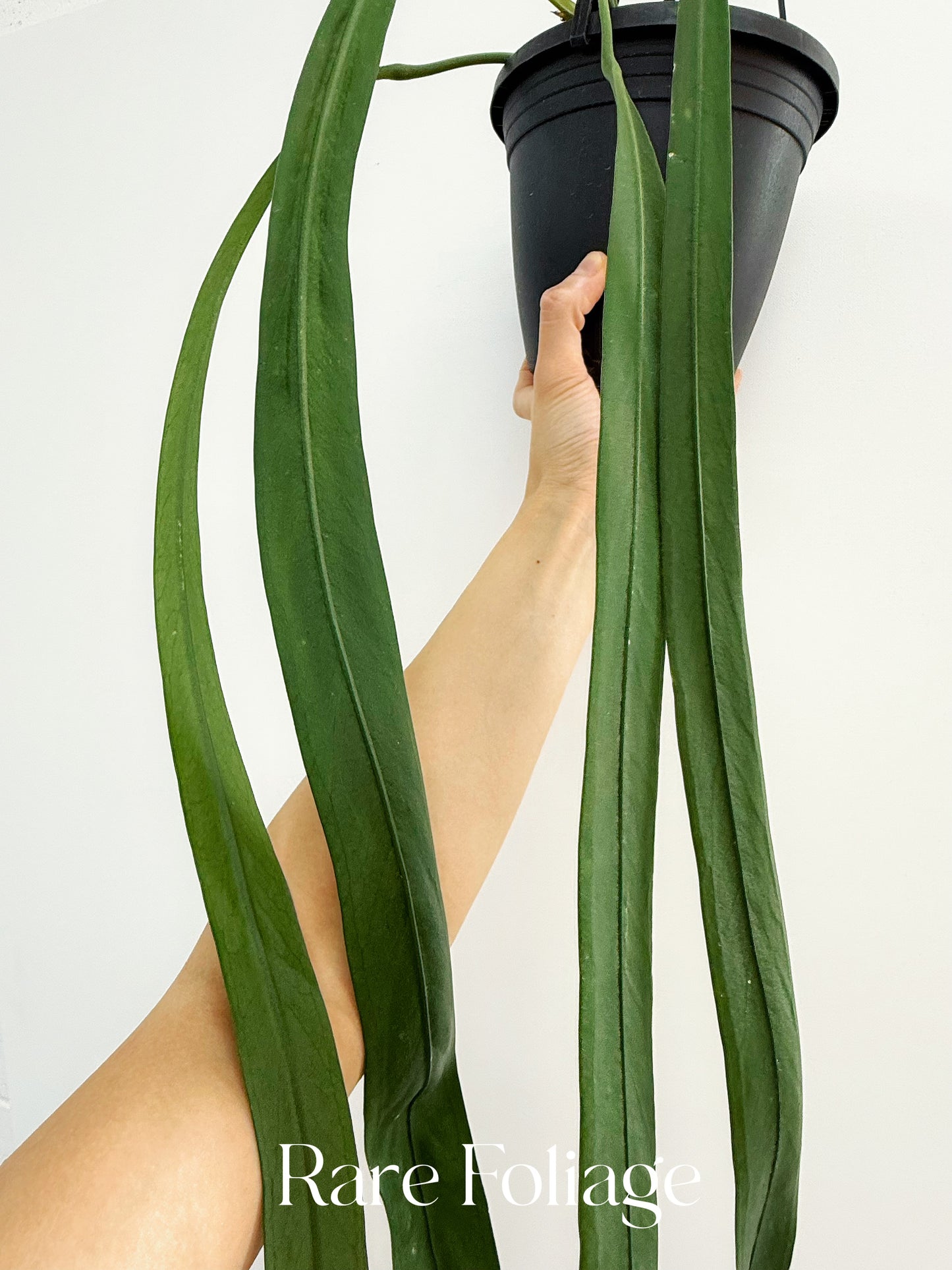Anthurium Vittarifolium Mature 6” Hanging Basket