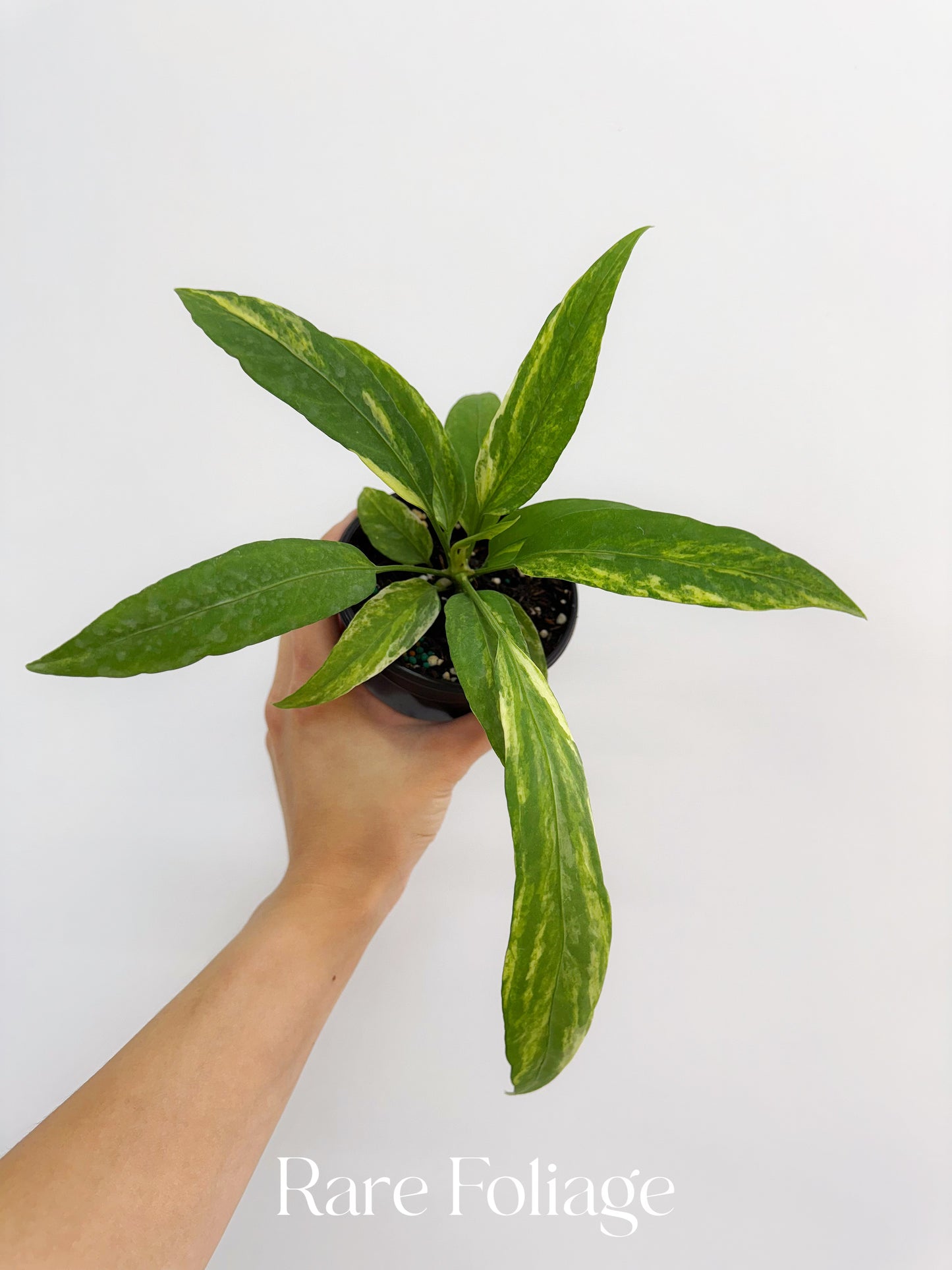 Anthurium Vittarifolium Variegted 4"