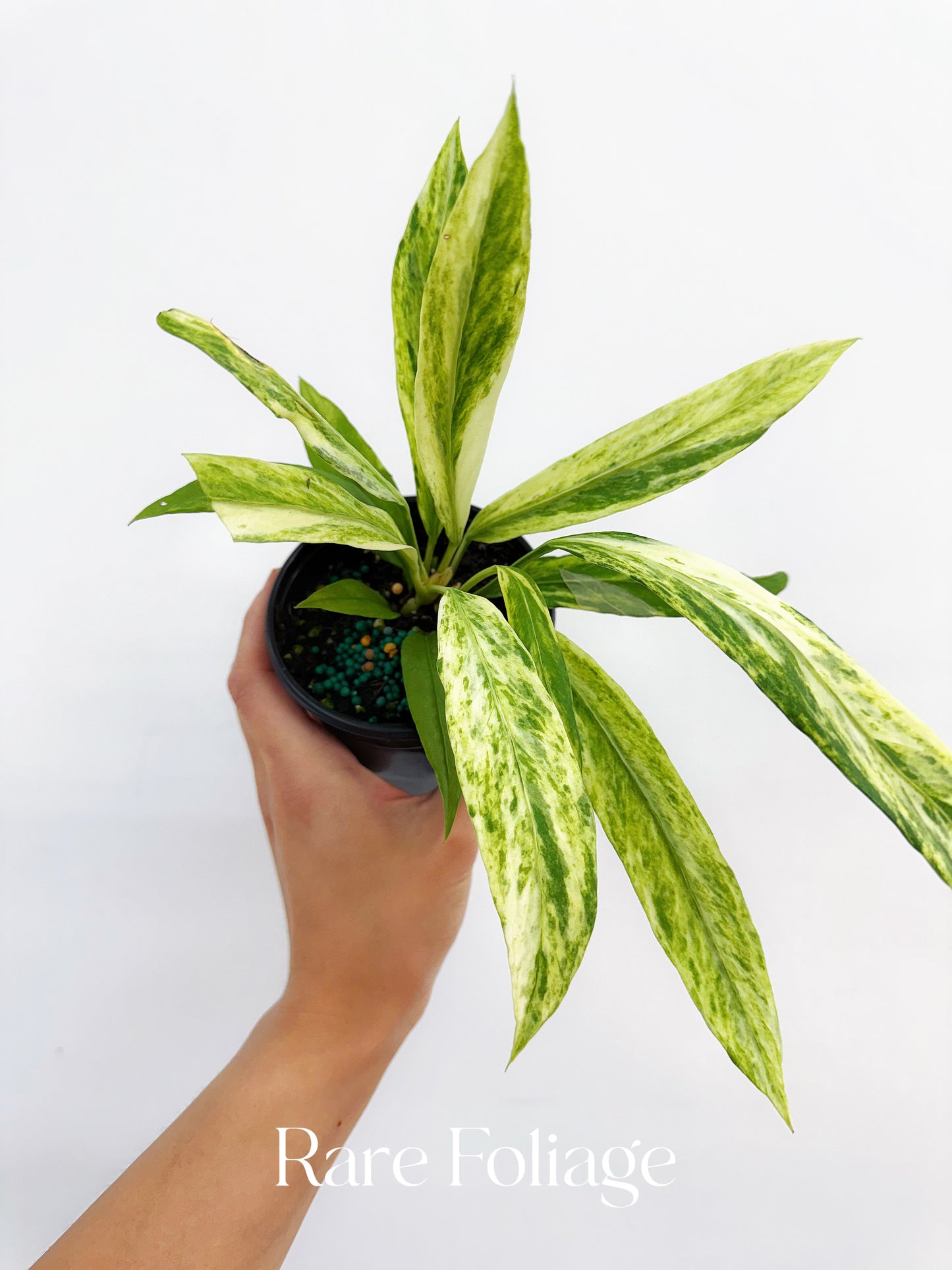 Anthurium Vittarifolium Highly Variegted 4"
