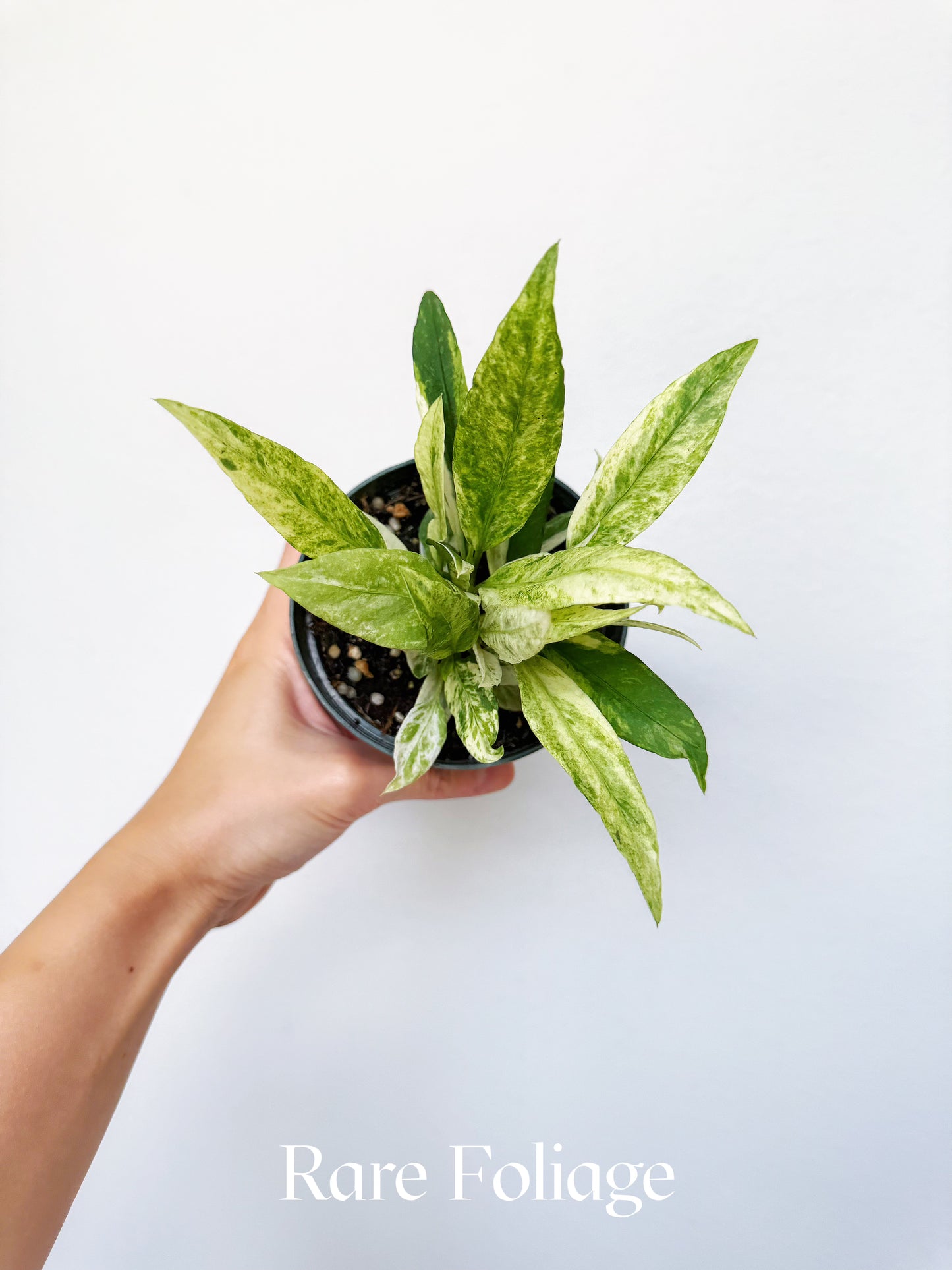 Anthurium Vittarifolium Highly Variegted 4"