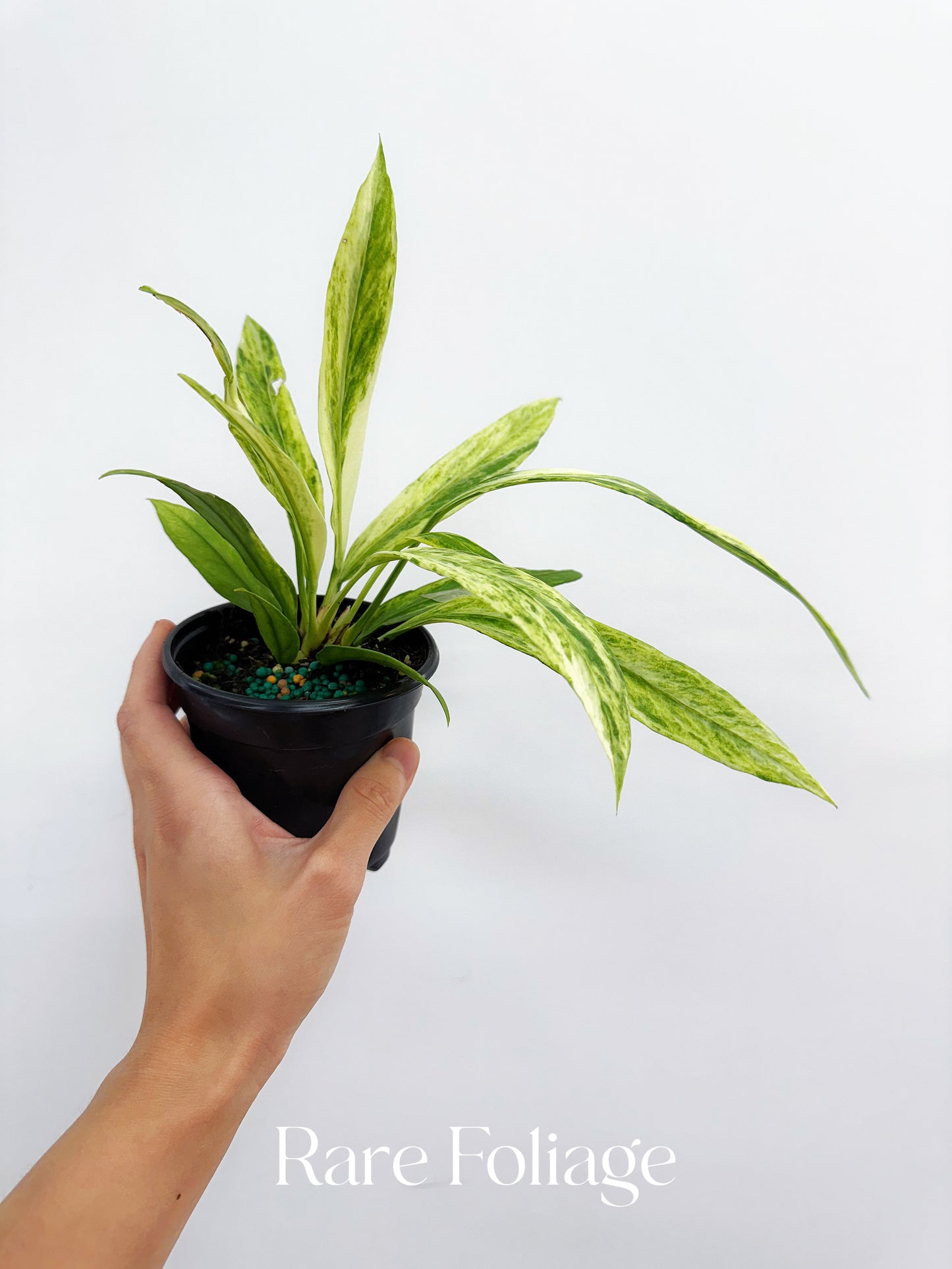 Anthurium Vittarifolium Highly Variegted 4"