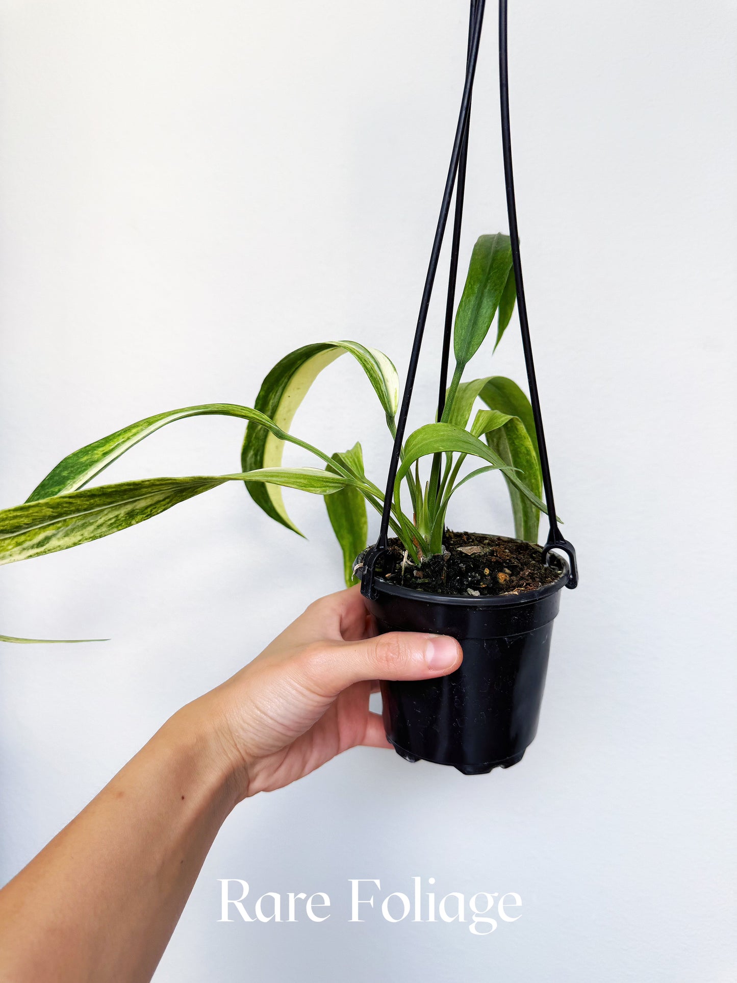 Anthurium Vittarifolium Variegated 4" Hanging Basket