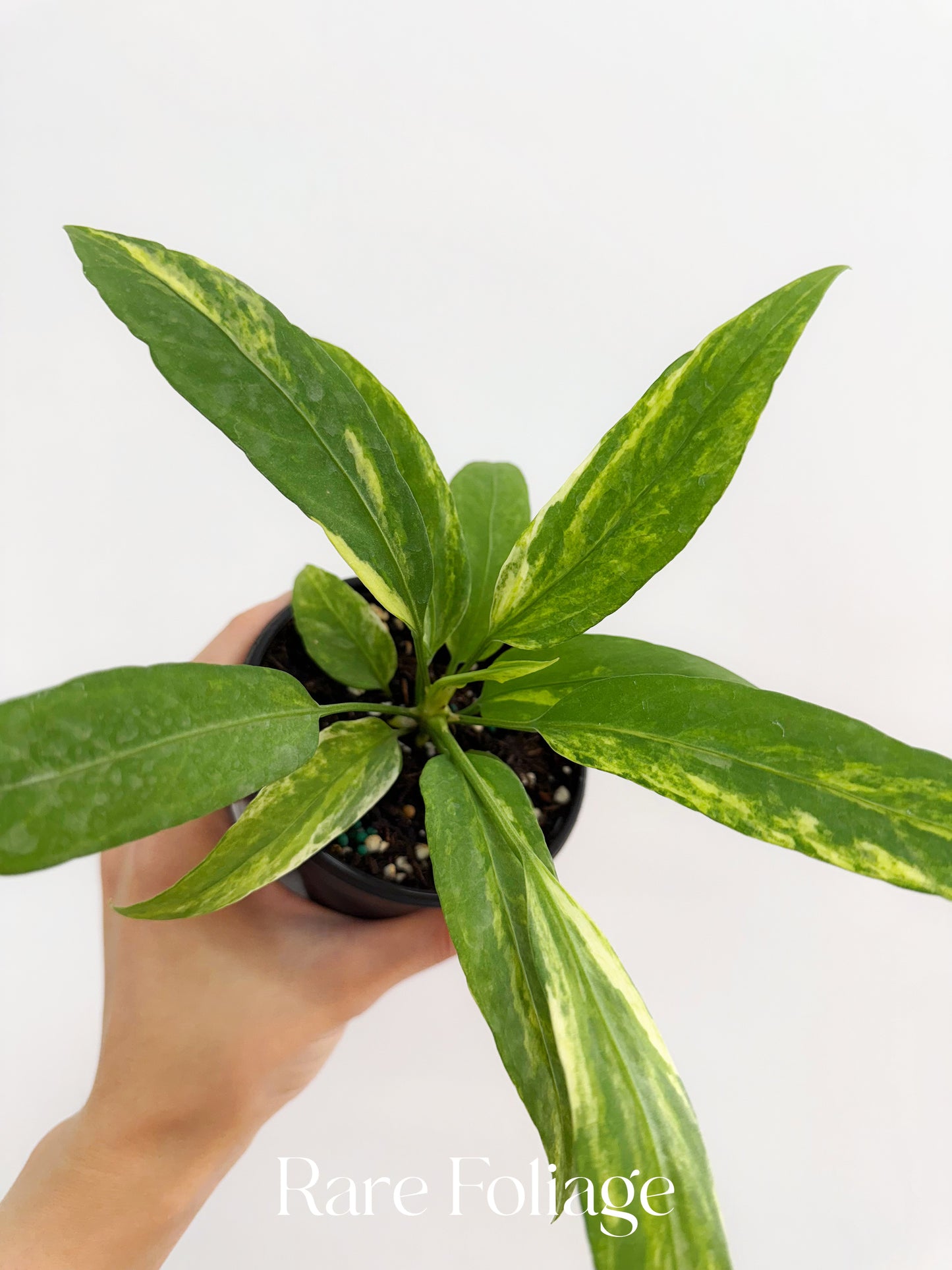 Anthurium Vittarifolium Variegted 4"