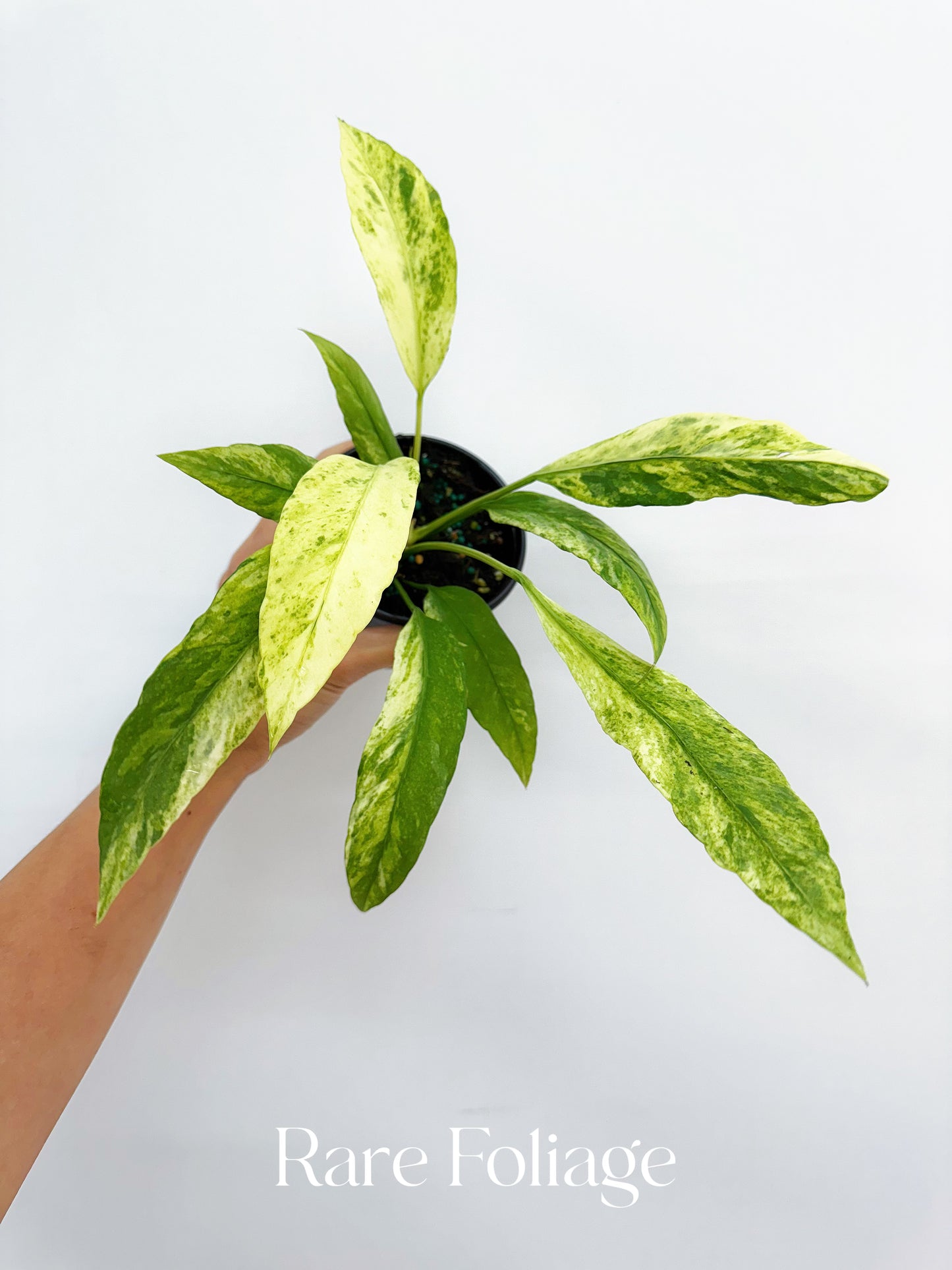 Anthurium Vittarifolium Highly Variegted 4"