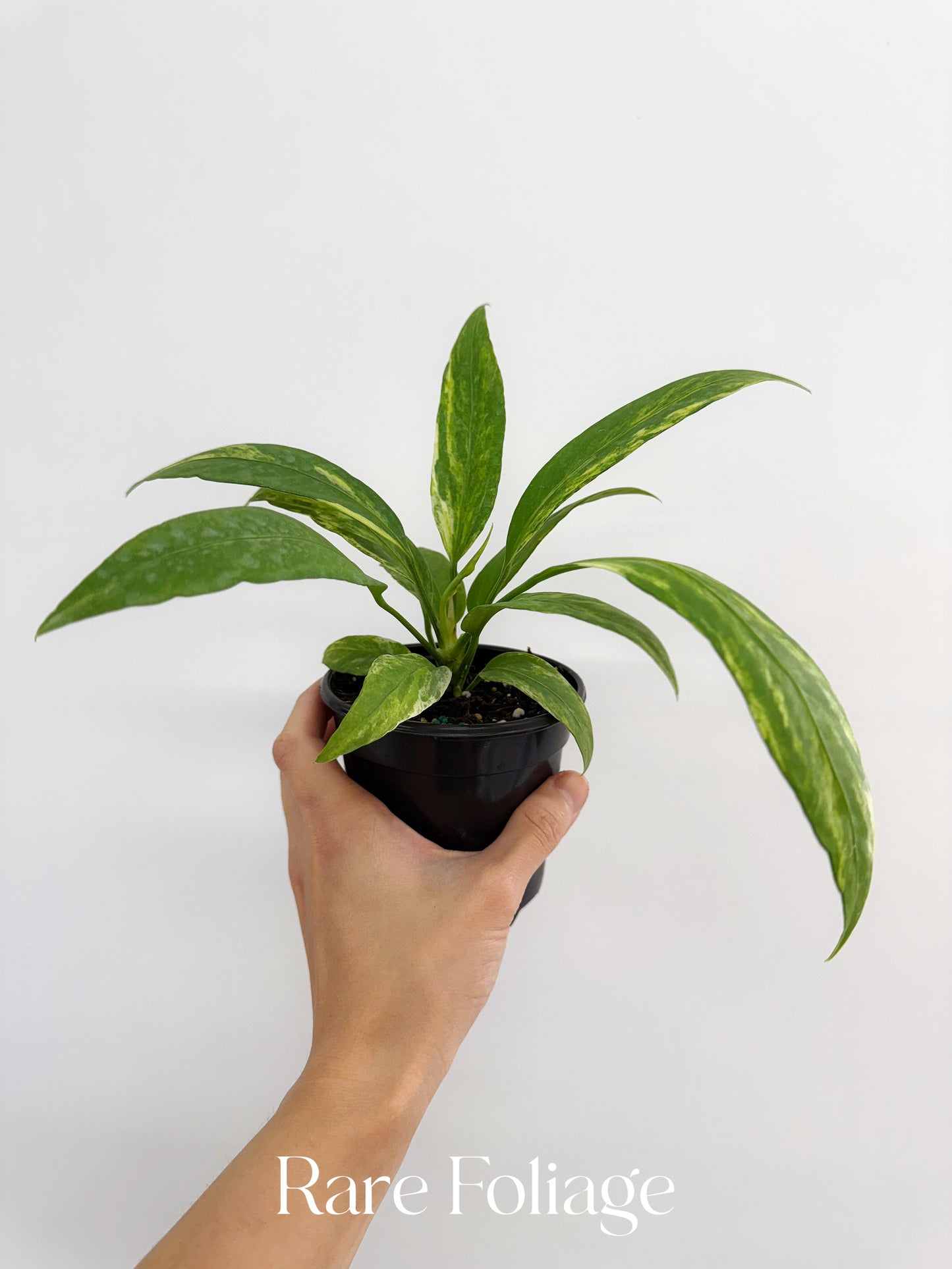 Anthurium Vittarifolium Variegted 4"