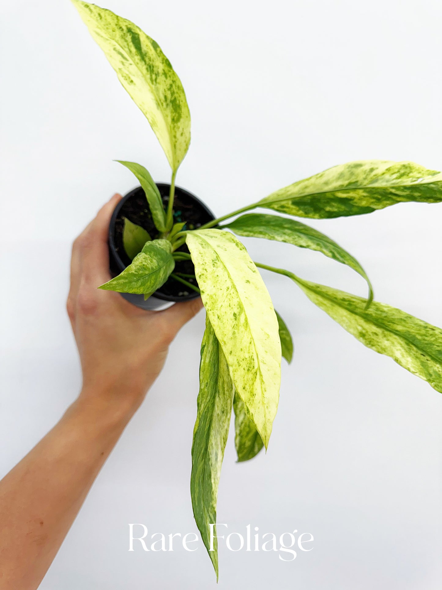Anthurium Vittarifolium Highly Variegted 4"