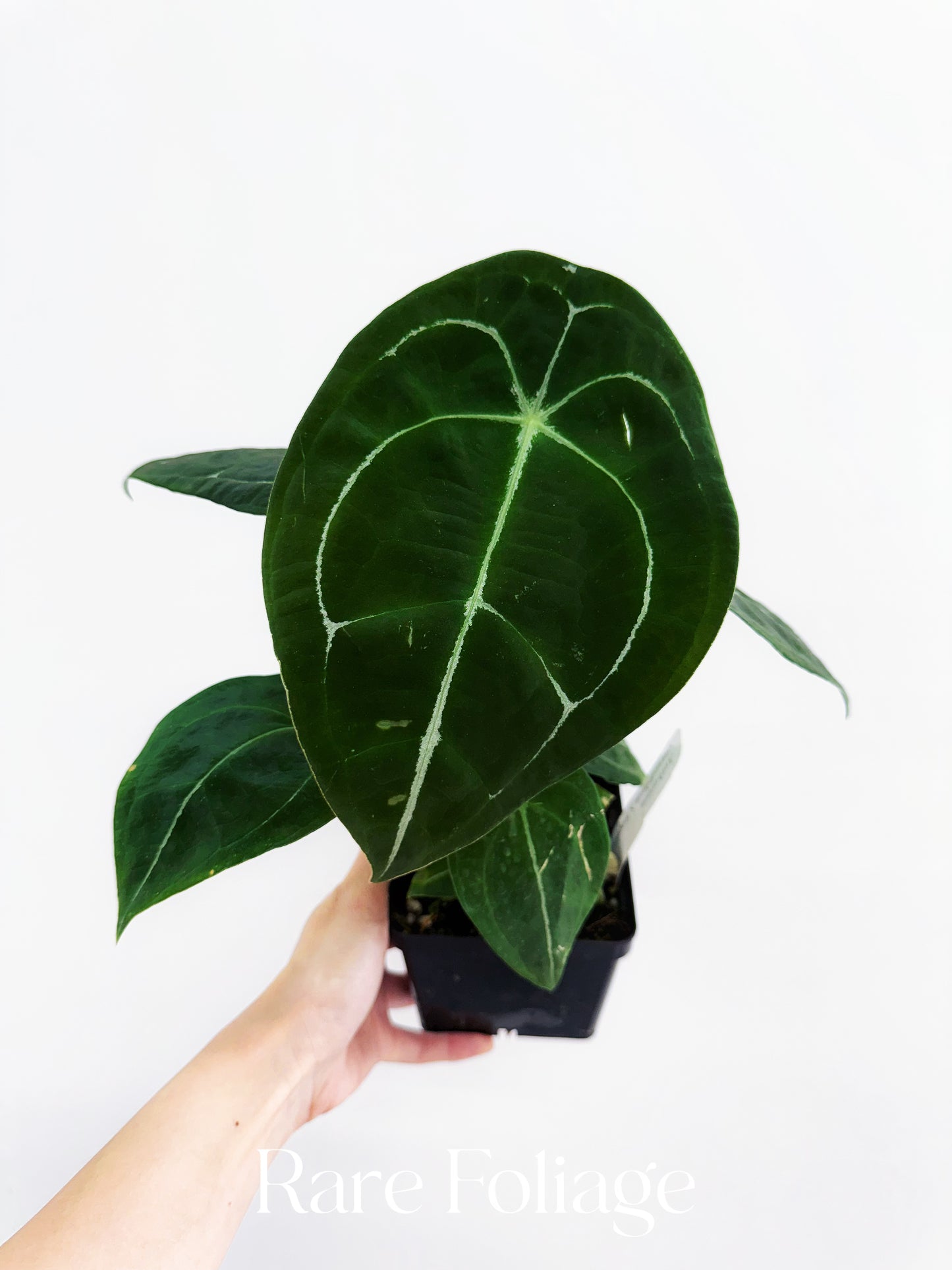Anthurium Vittarifolium x Forgetii 4"