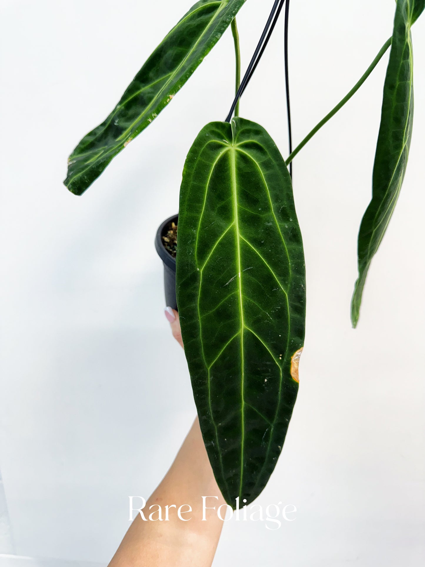 Anthurium Warocqueanum 6” Hanging Basket