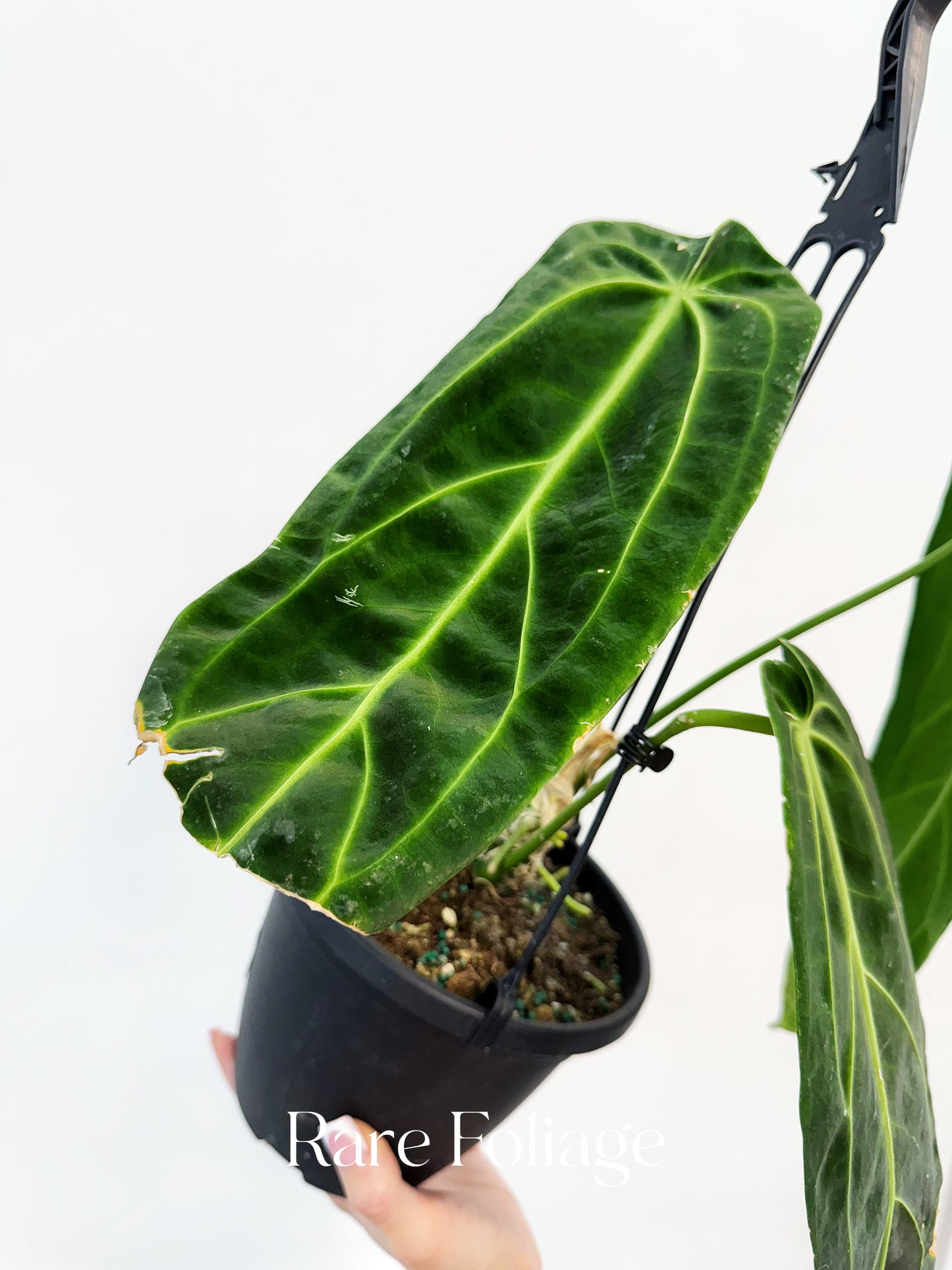 Anthurium Warocqueanum 6” Hanging Basket