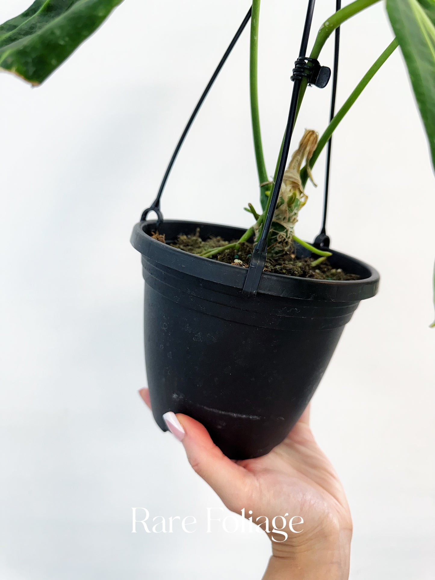 Anthurium Warocqueanum 6” Hanging Basket