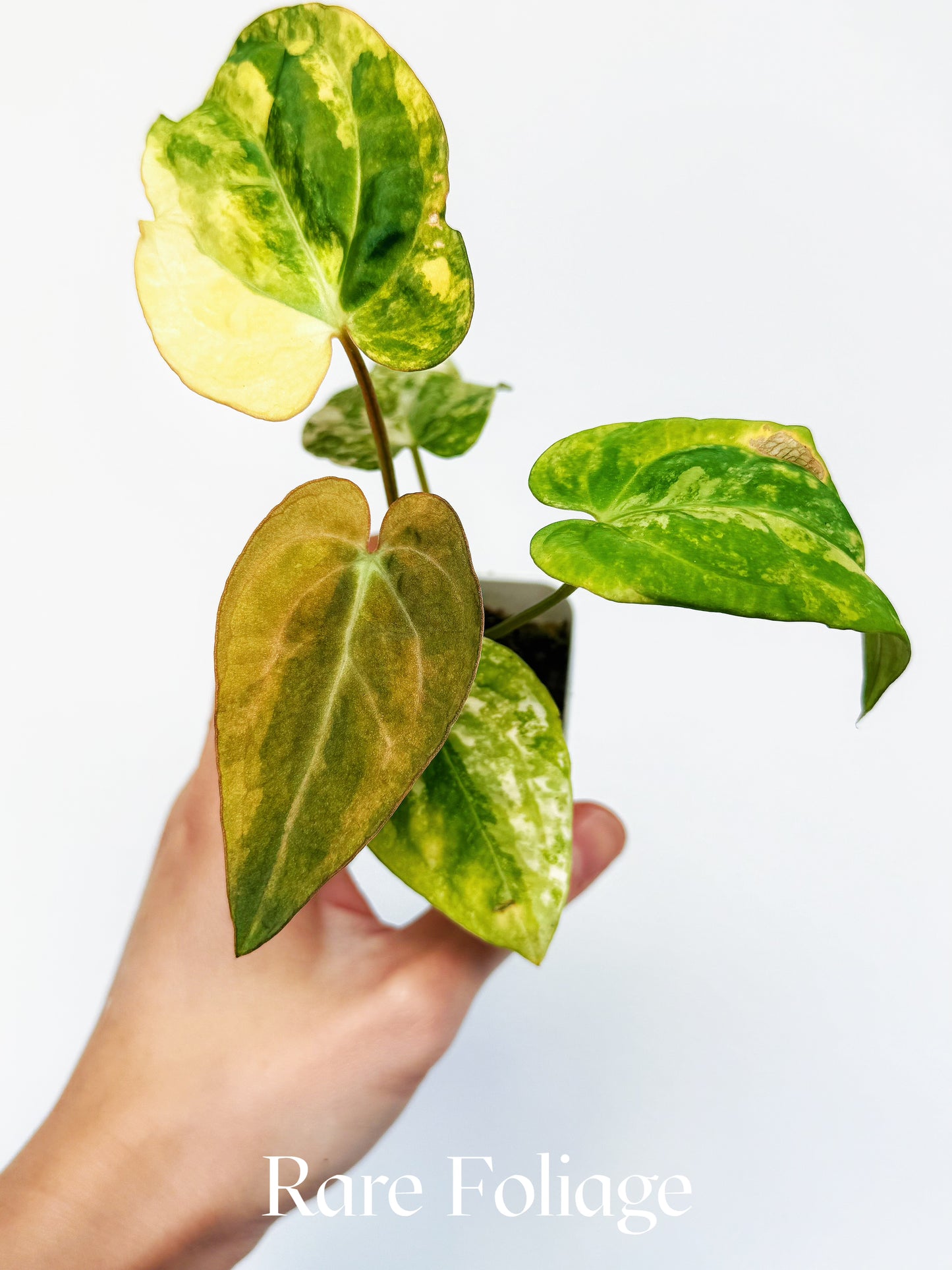 Variegated Anthurium Guna x Papillilaminum x AOS Tezula 2" Exact Plant